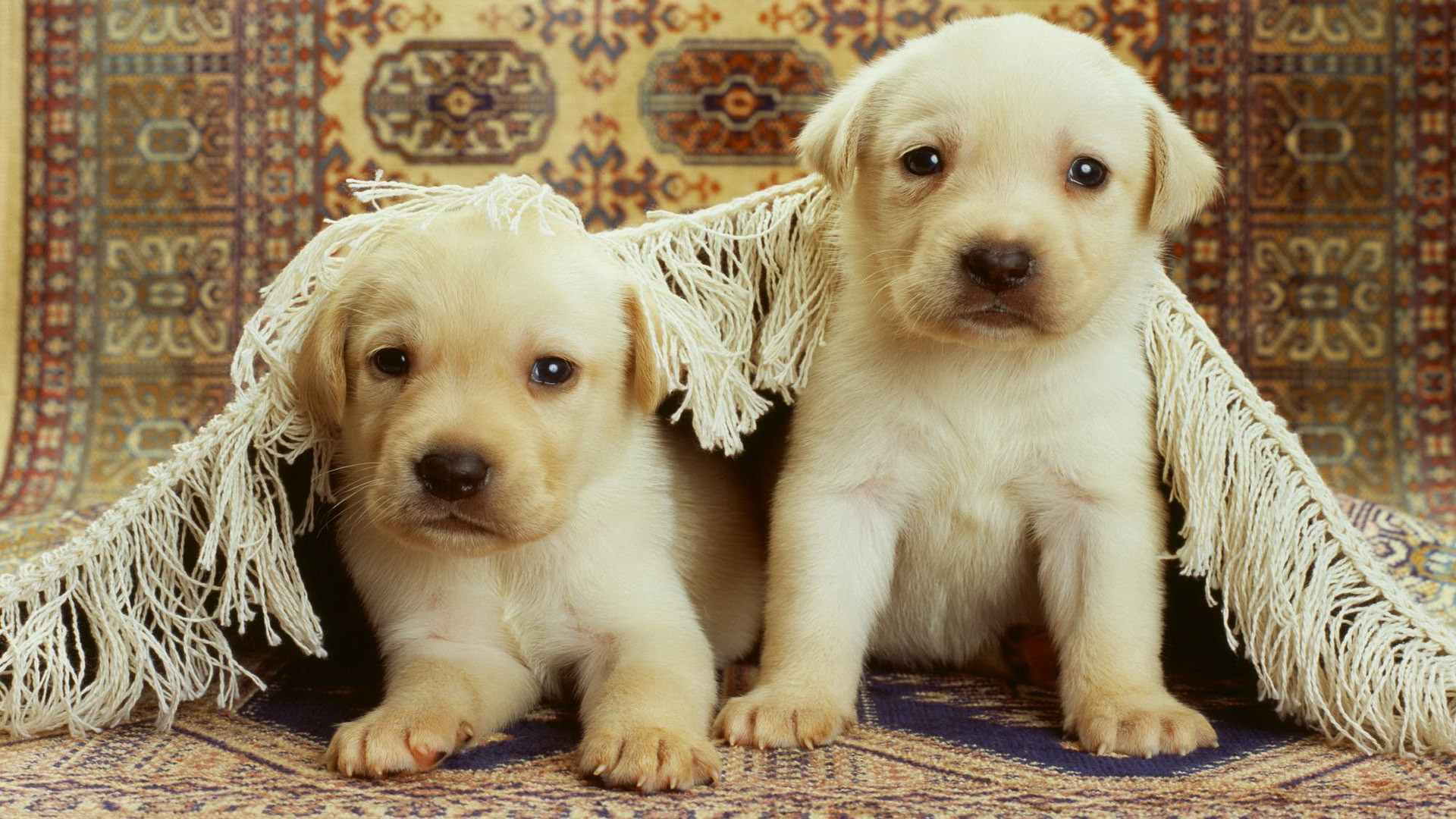 Puppy Dog 1920x1080