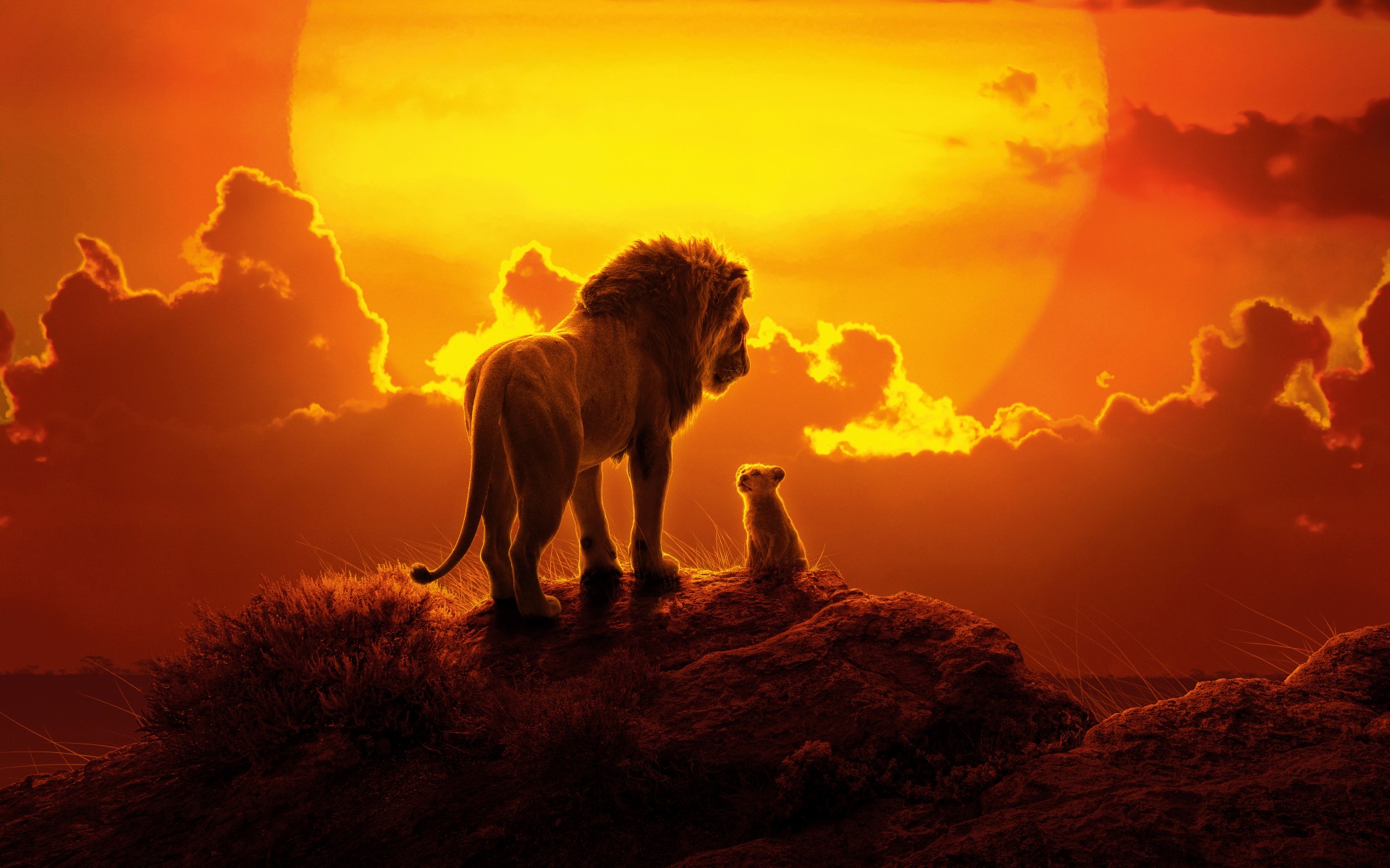 The Lion King Lion Animals Baby Animals Sunset Nature 1920x1200