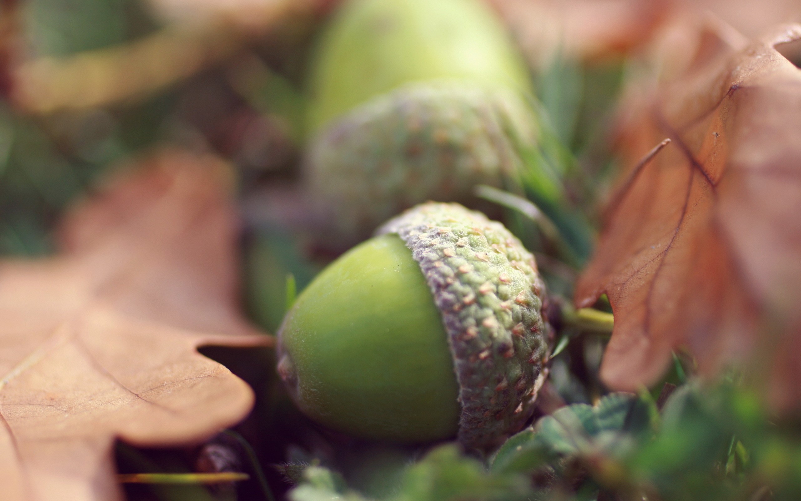 Macro Plants Leaves Fall Acorns 2560x1600