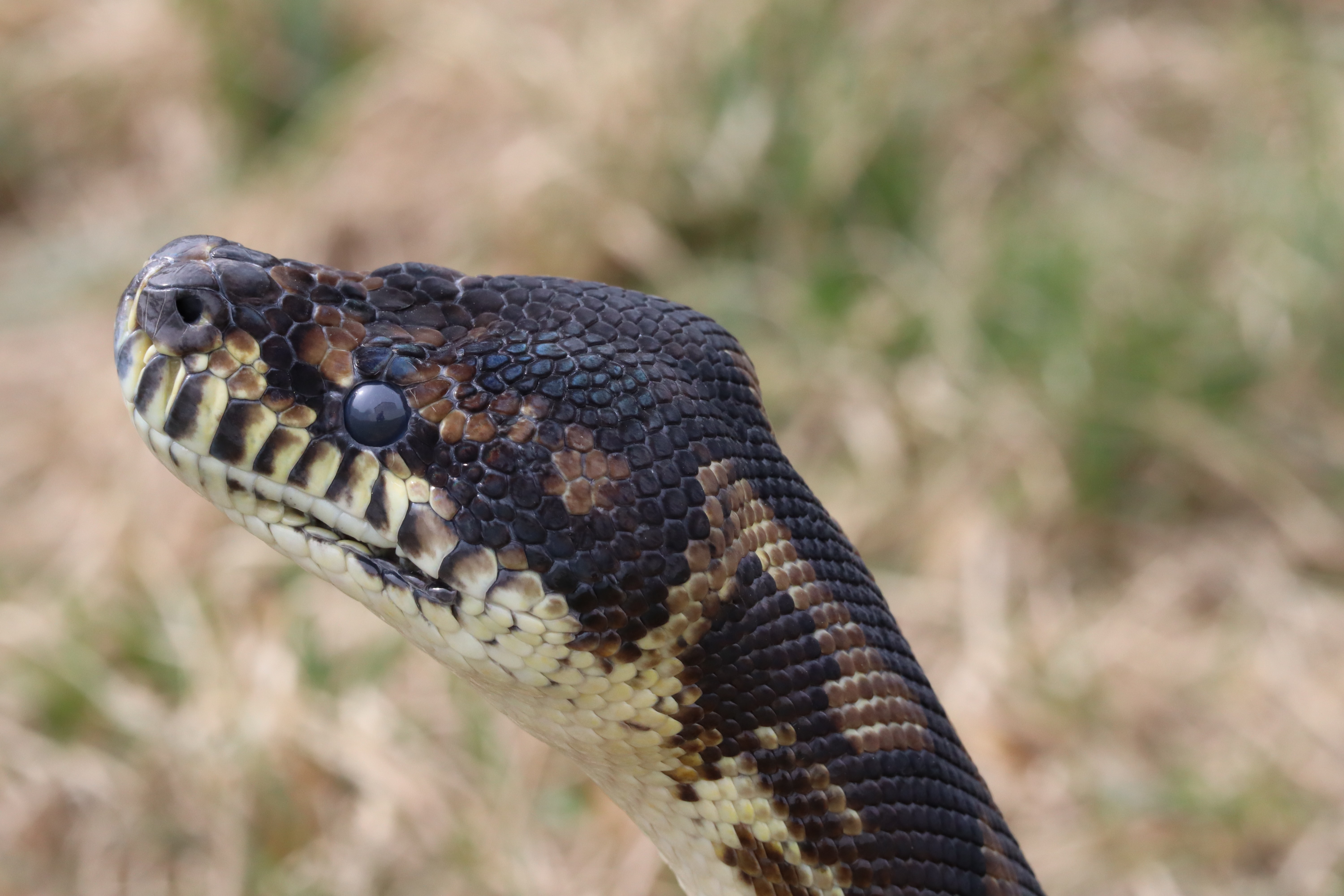 Python Snake Animals Scales Reptile 6000x4000