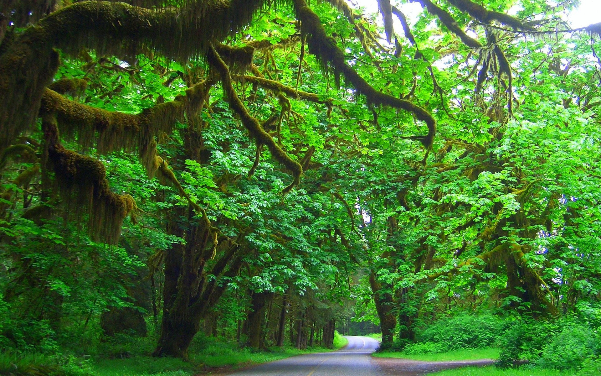Nature Landscape Washington State Olympic National Park Trees Road Grass Green Shrubs Bright Branch 1920x1200