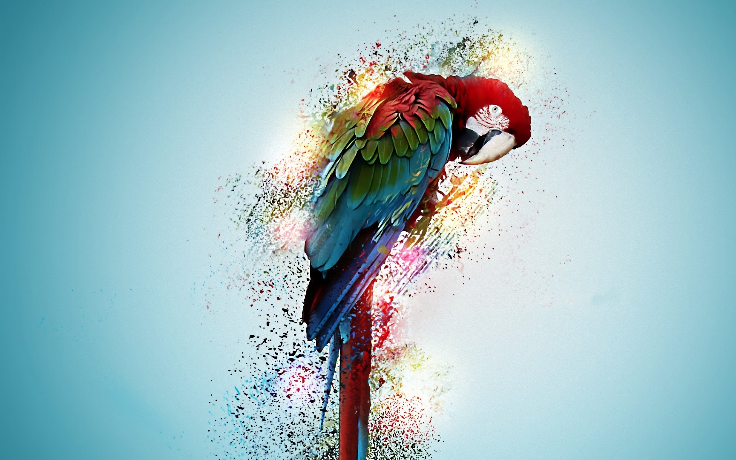 Animal Red And Green Macaw 2560x1600