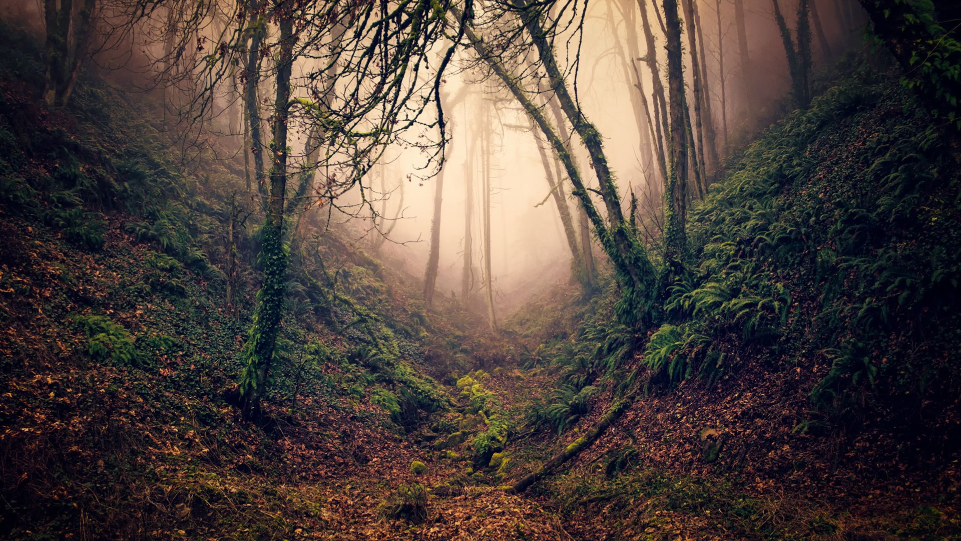 Ravine Mist Trees Nature Forest Plants 1920x1080