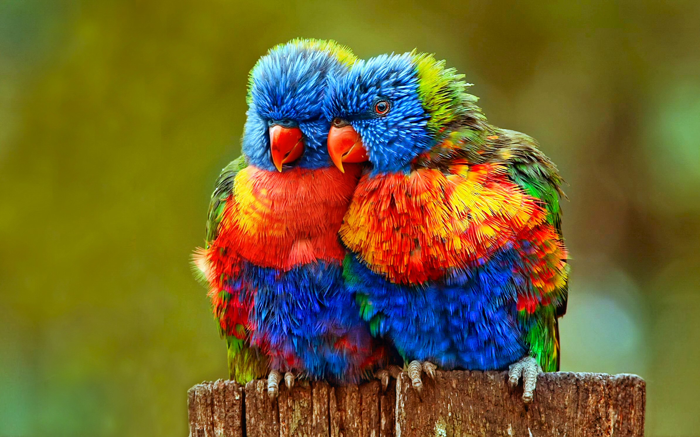 Bird Lorikeet Colorful Parrot Lovebird Close Up 2389x1493