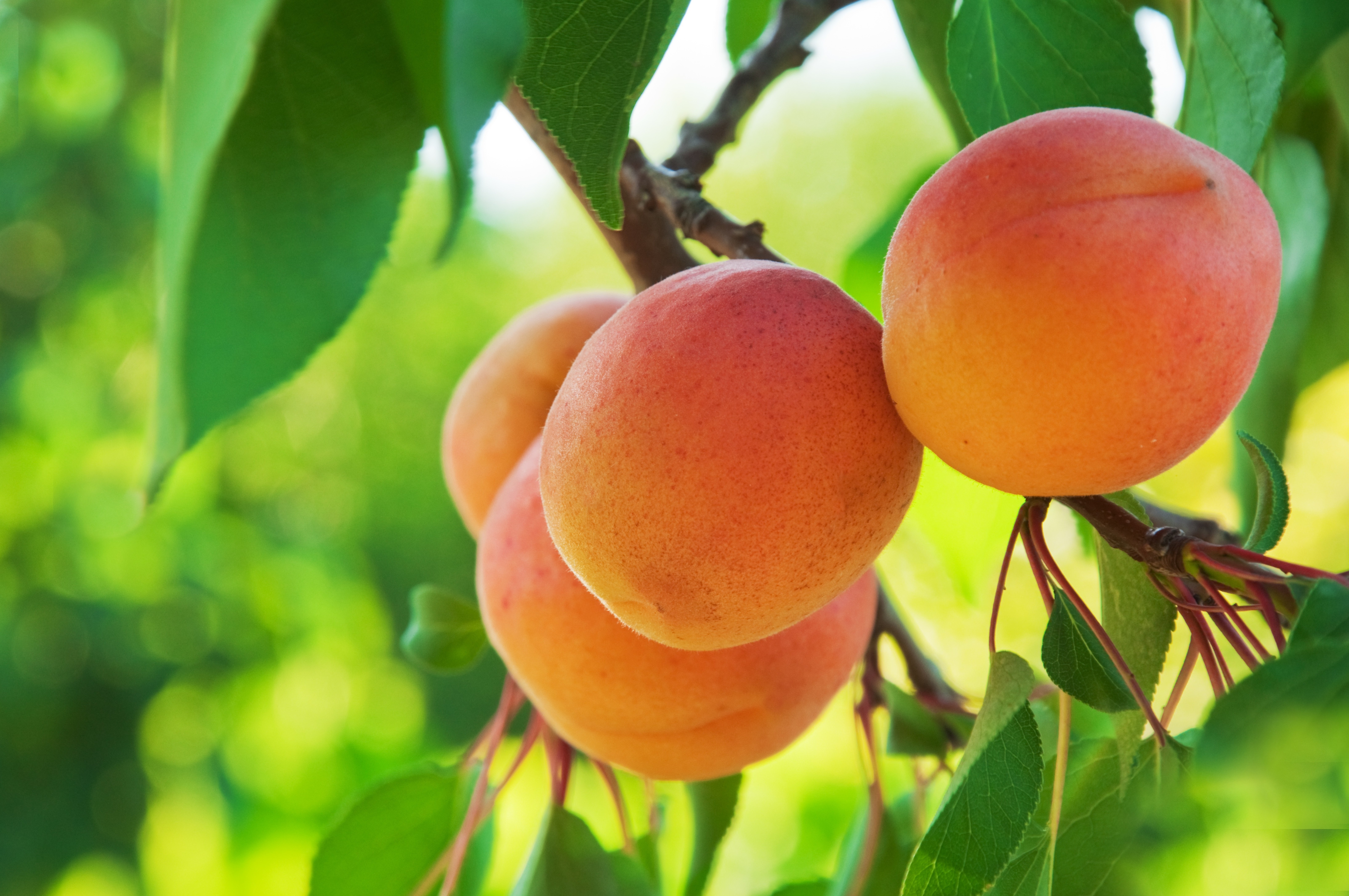 Macro Fruit Peaches 6410x4257