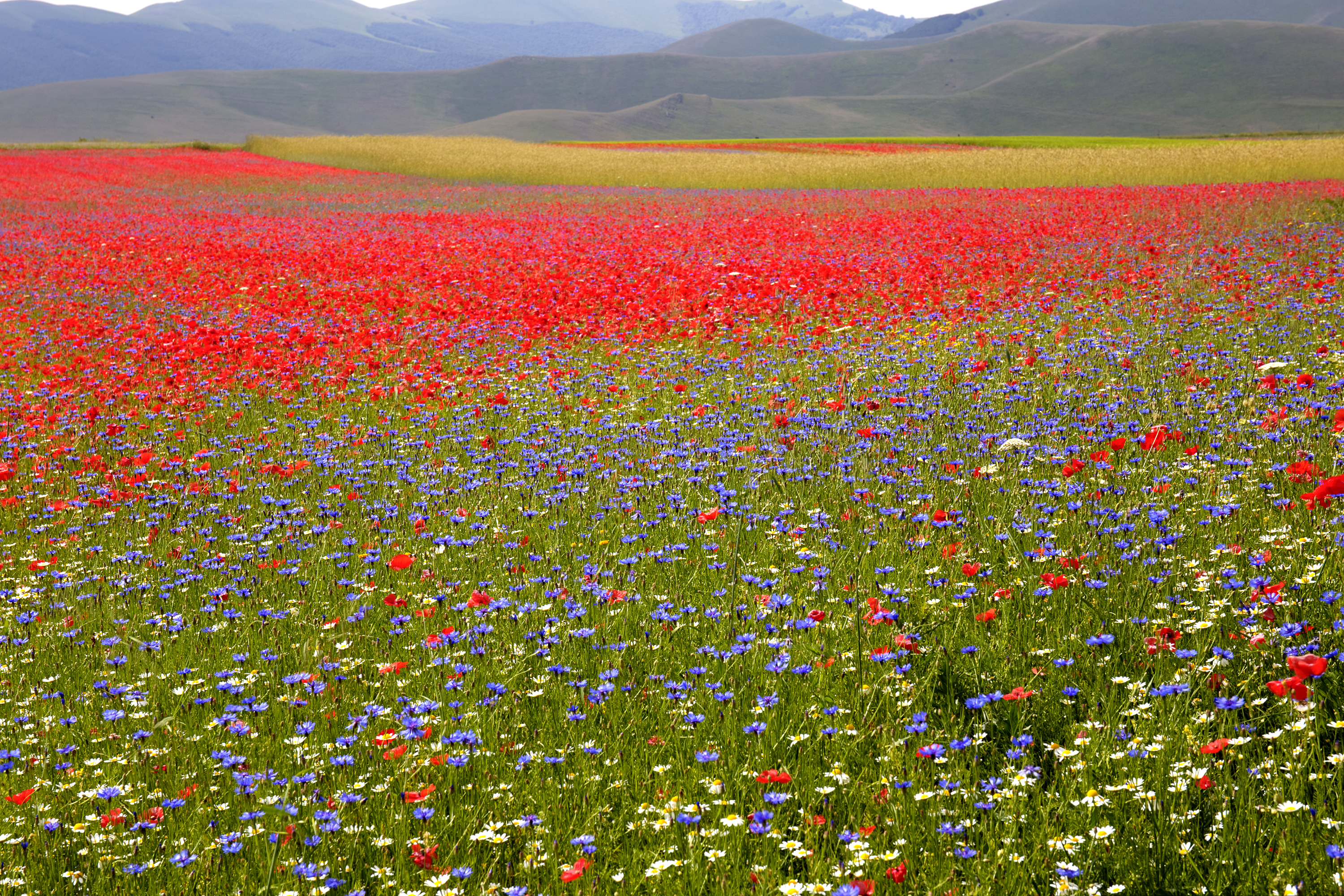 Meadow Nature Landscape Field Flower Red Flower Purple Flower 3000x2000