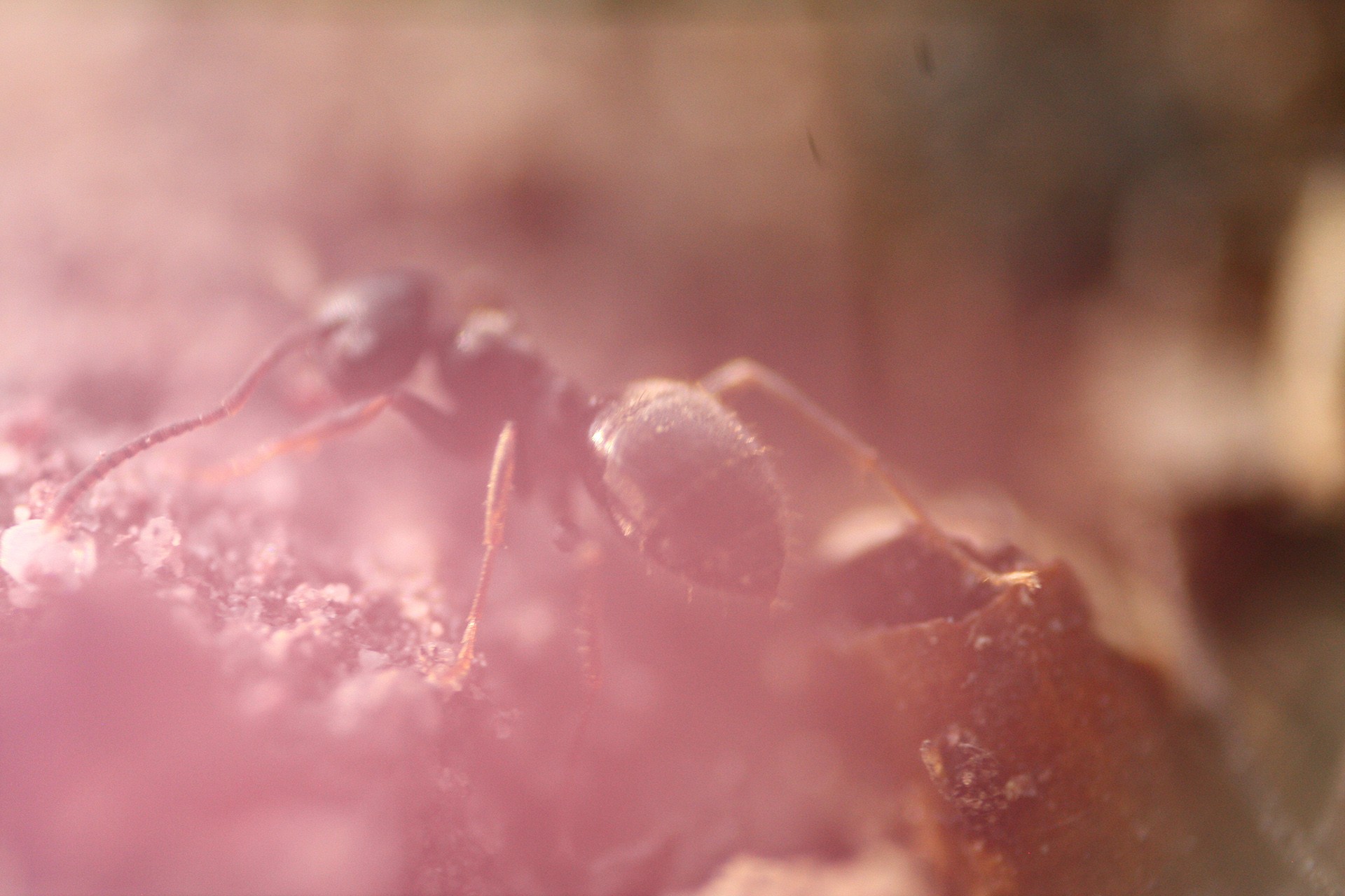 Ants Hymenoptera Insect Macro 1920x1280
