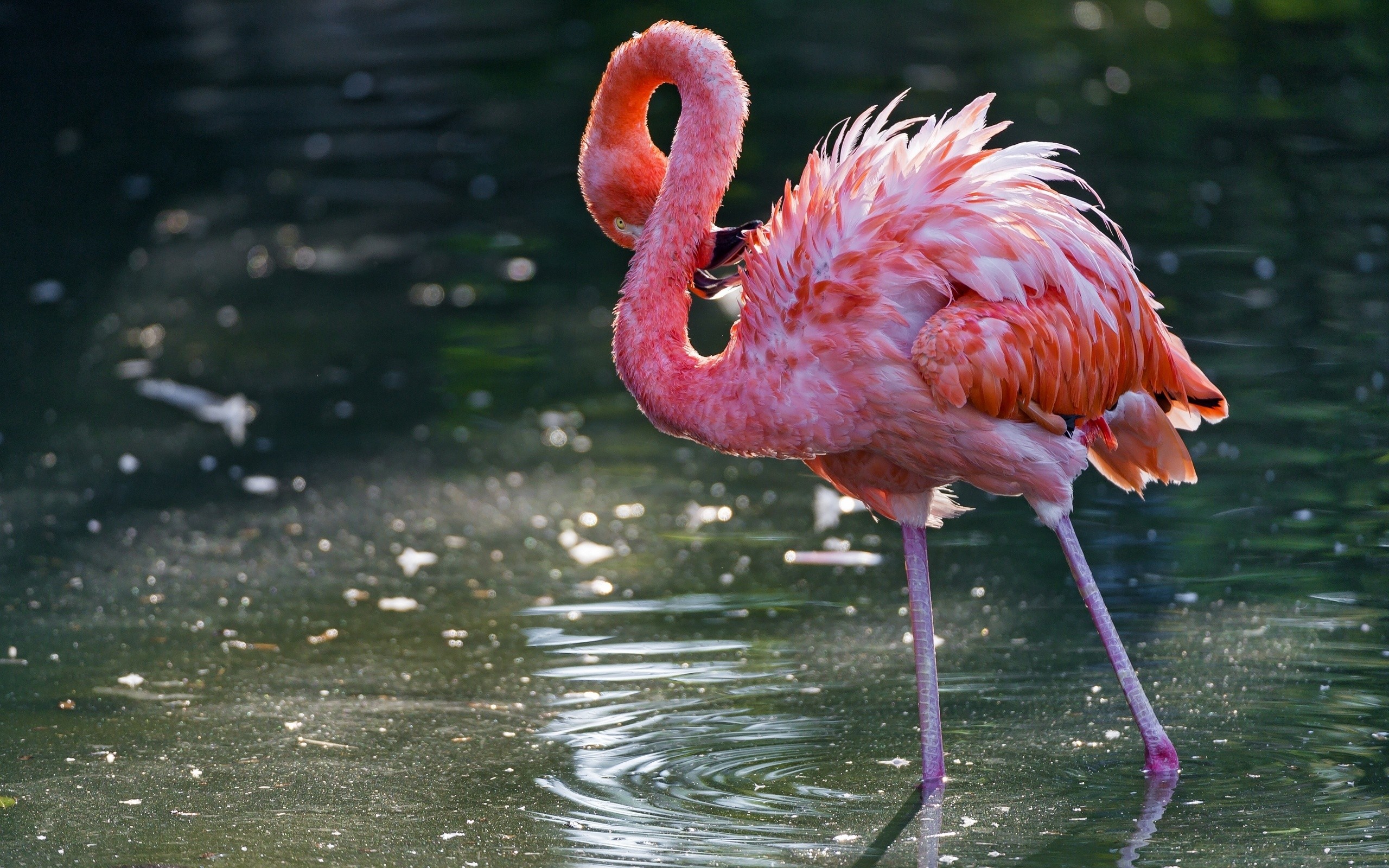 Animals Nature Flamingos Ripples Birds 2560x1600