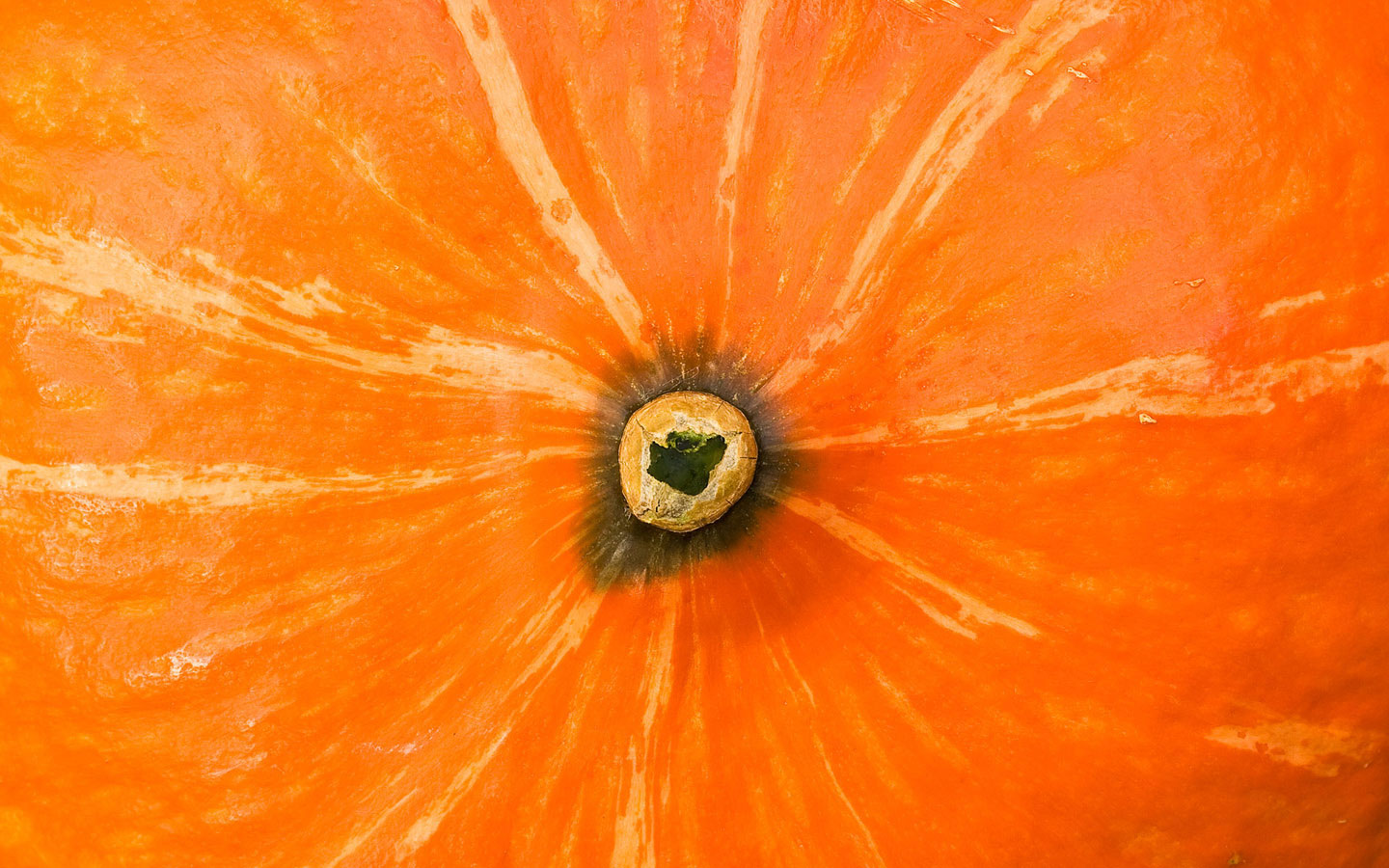 Pumpkin Squash Gourd Vegetable 1440x900
