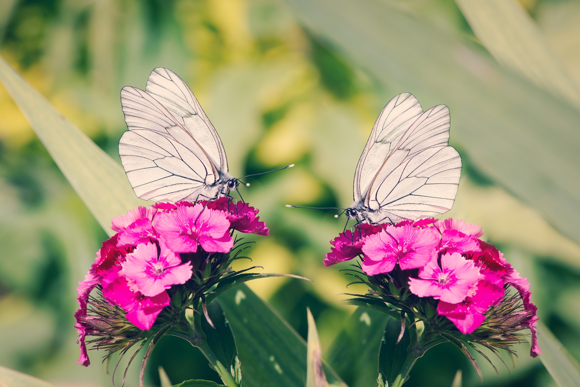 Butterfly Flower Pink Flower Dianthus Carnation Close Up 2000x1333