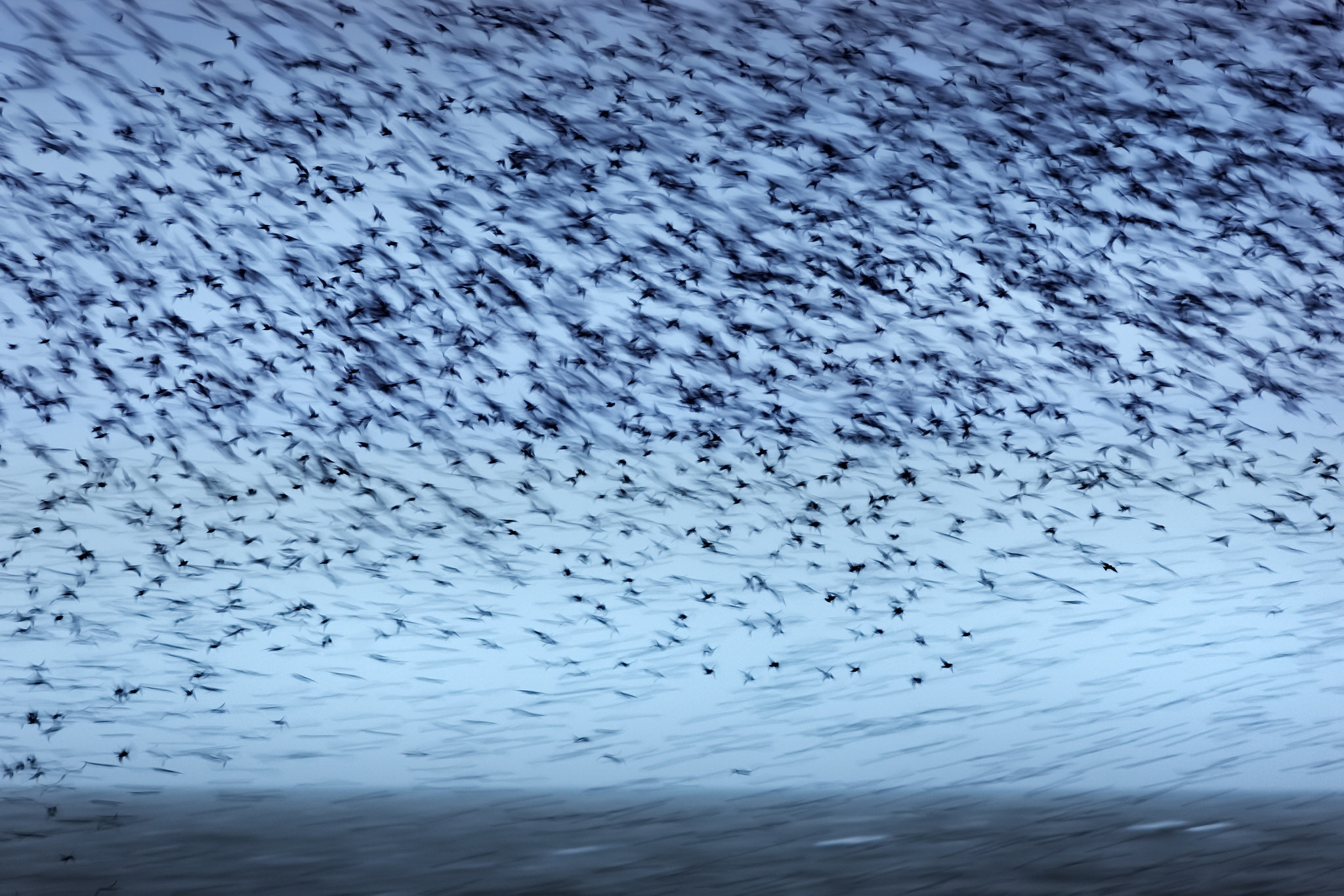 Bird Flock Of Birds 2048x1366