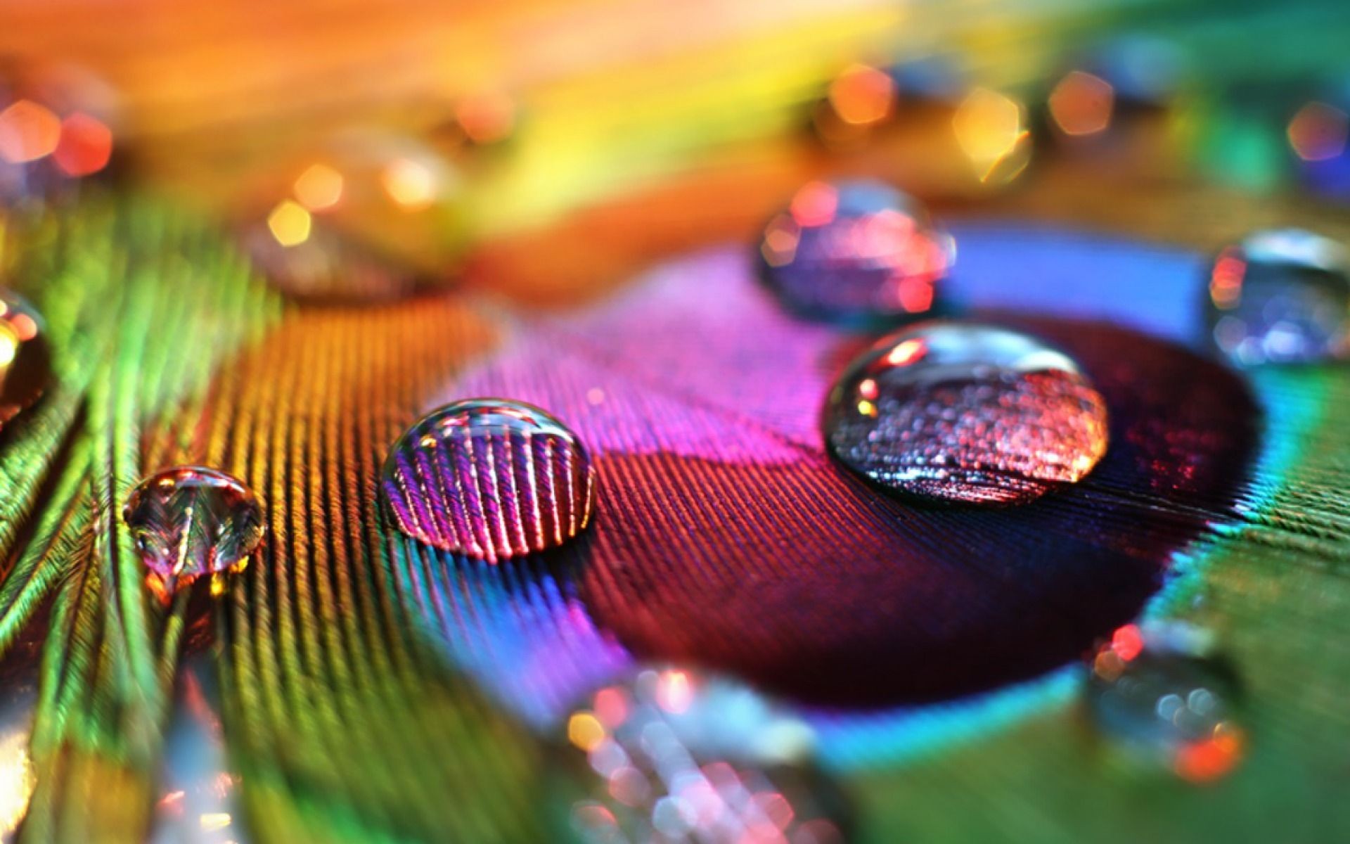 Macro Water Drops Feathers Colorful Peacocks Tilt Shift Vibrant 1920x1200