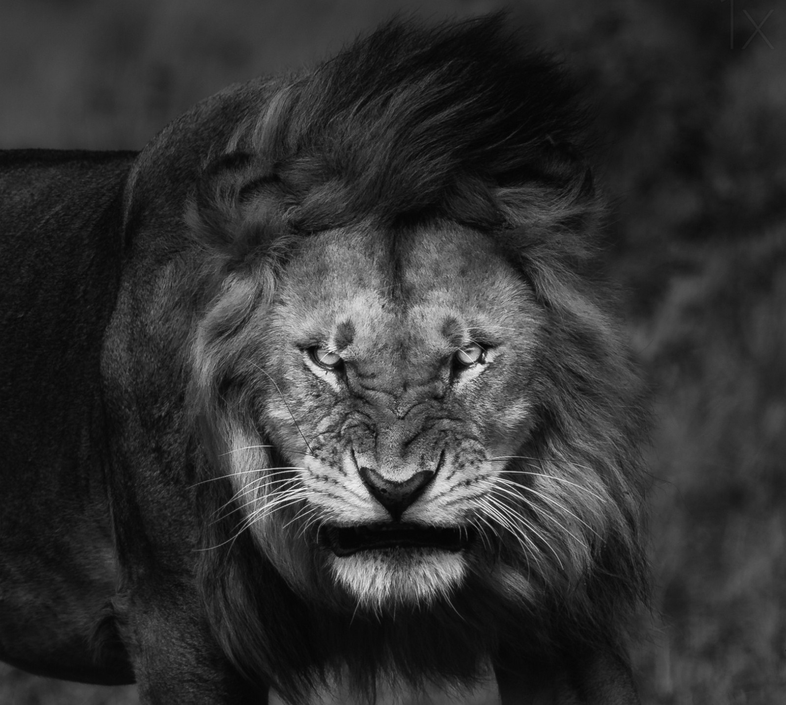 Nature Lion Big Cats Fury Angry Portrait Monochrome Animals King 1600x1436
