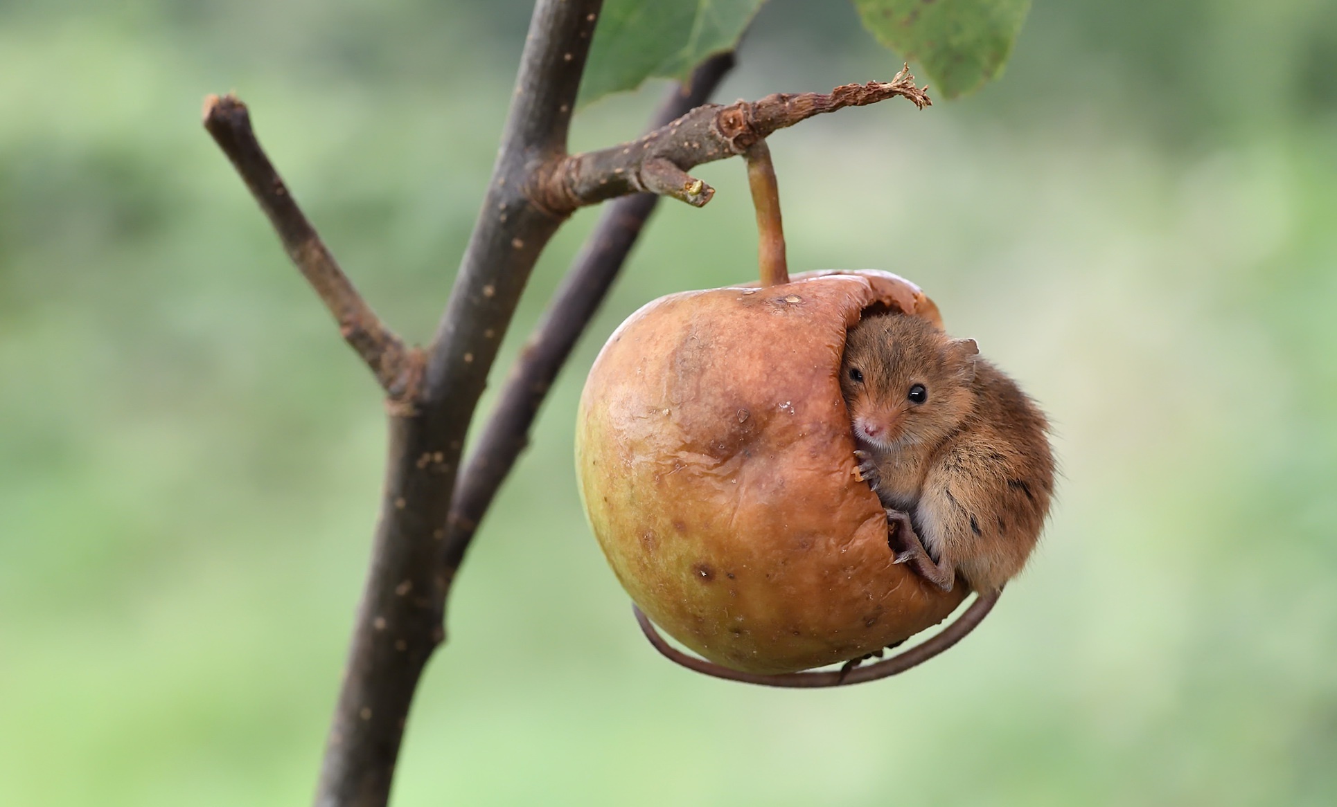 Apples Mice Nature Animals 1930x1166