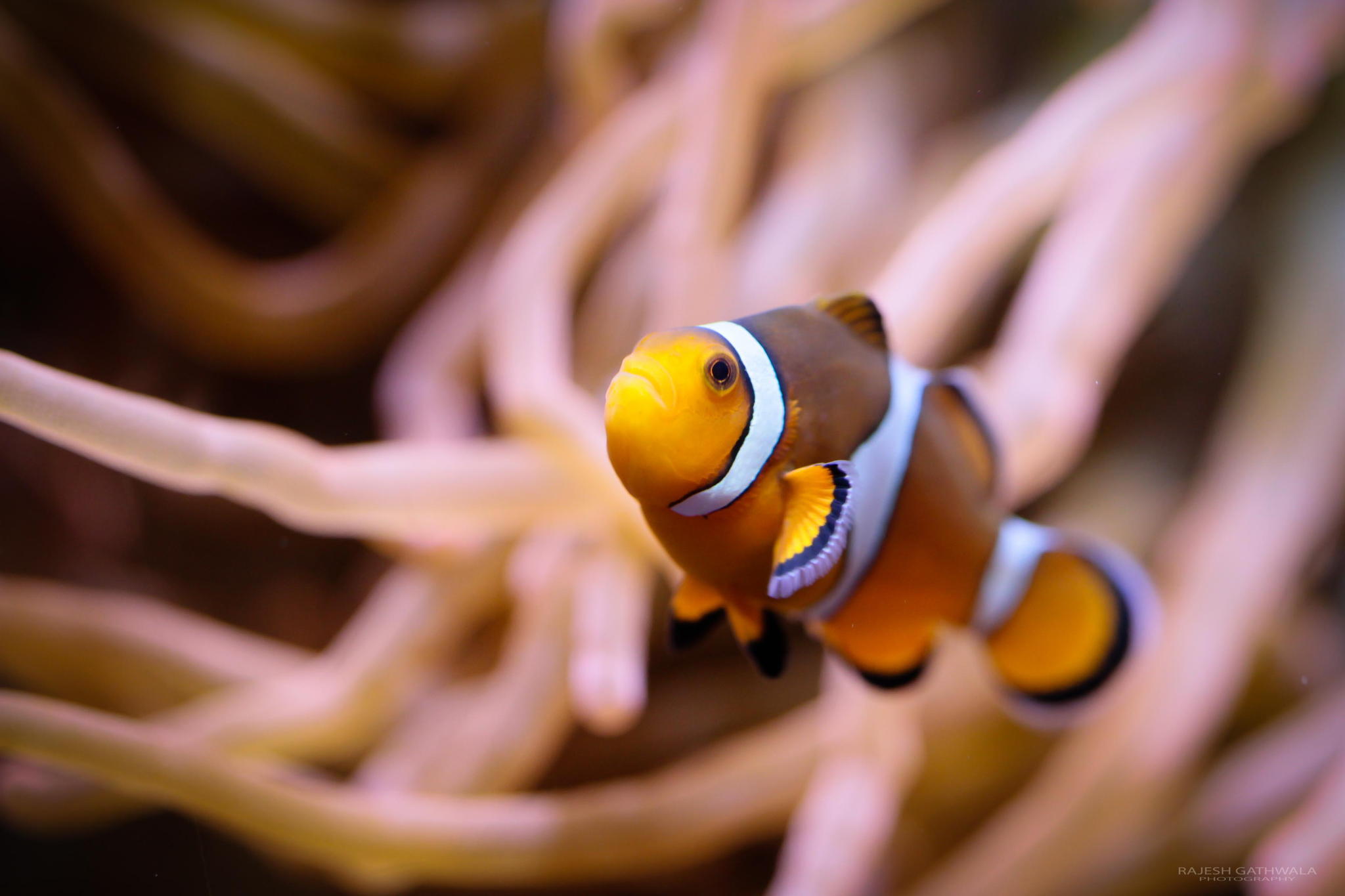 Clownfish Fish 2048x1365