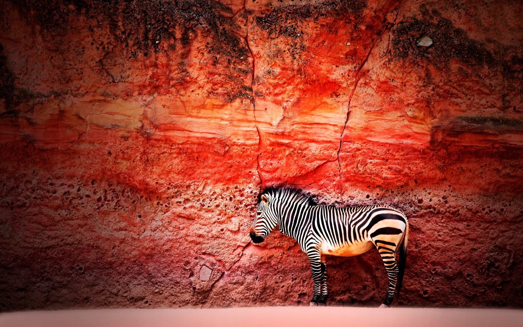 Animals Zebras Rocks Creativity Red 1680x1050