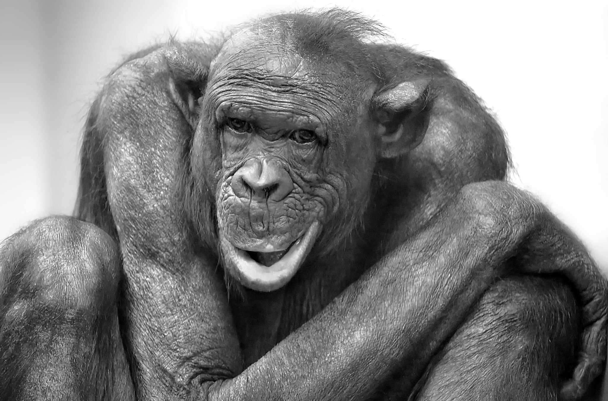 Animals Mammals Apes Monochrome Face 2048x1352