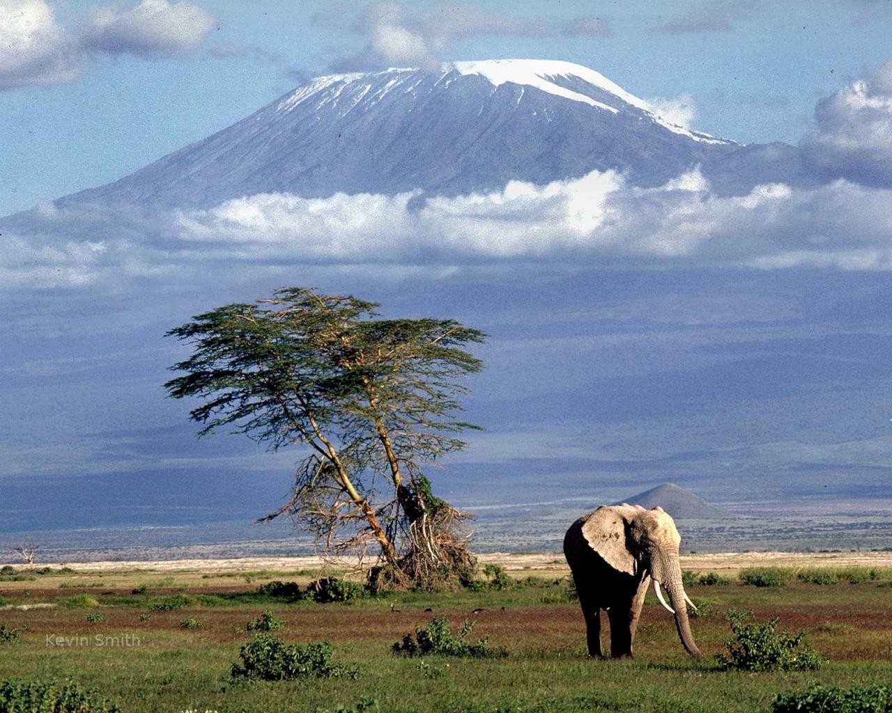 Africa Mount Kilimanjaro Elephant Animals Nature Landscape 1280x1024