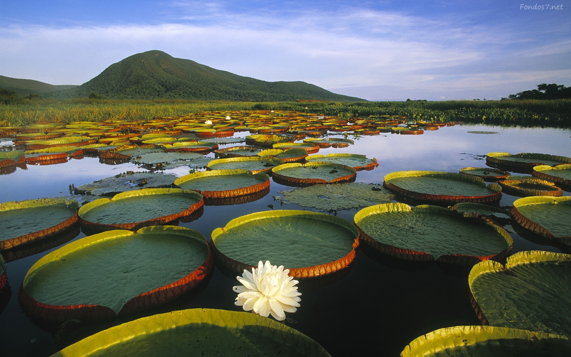 Lily Pads Water Lilies Lake Hills Landscape 1920x1200