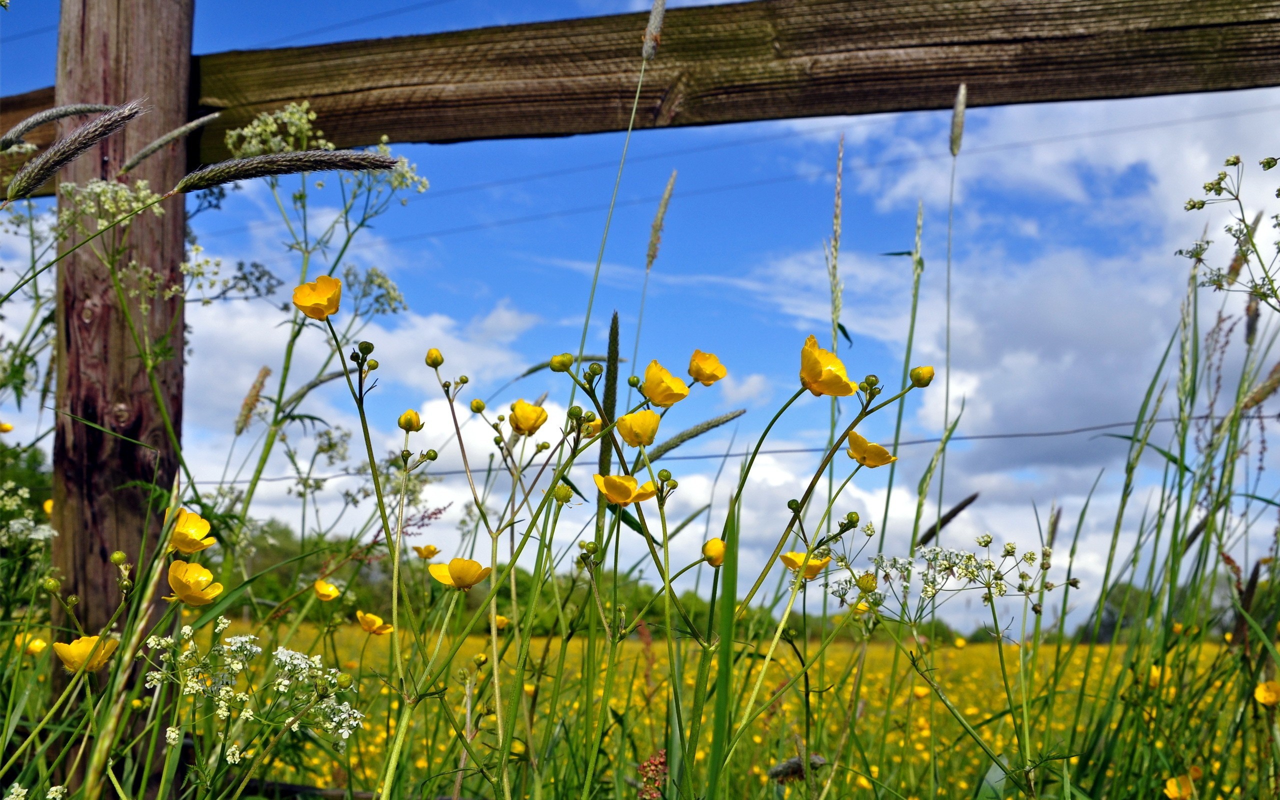 Landscape Nature Flowers Fence Wildflowers 2560x1600