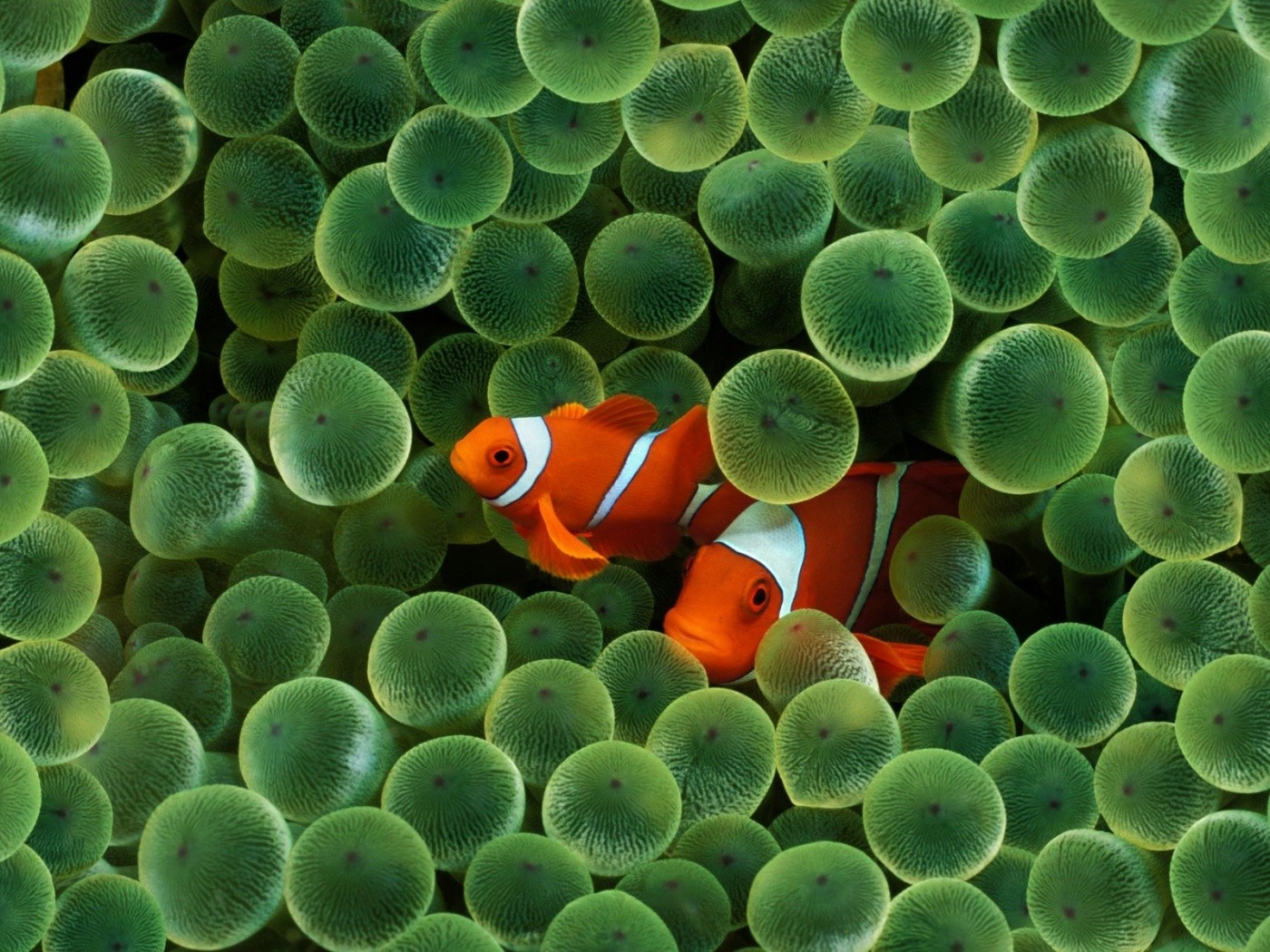 Fish Sea Water Finding Nemo Animals Clownfish Sea Anemones Apple Inc IPhone 1400x1050
