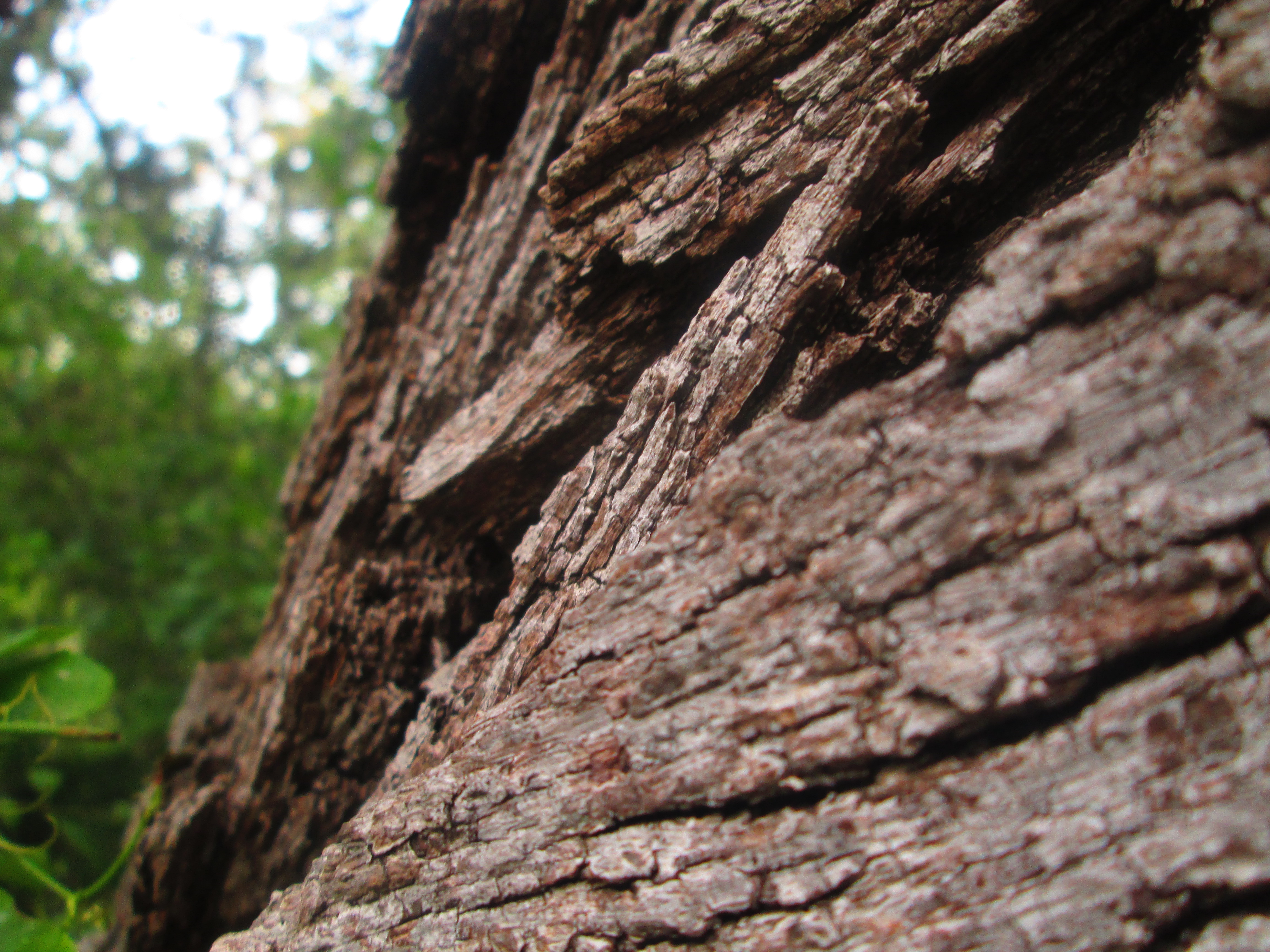 Bark Tree Close Up Oak 4608x3456