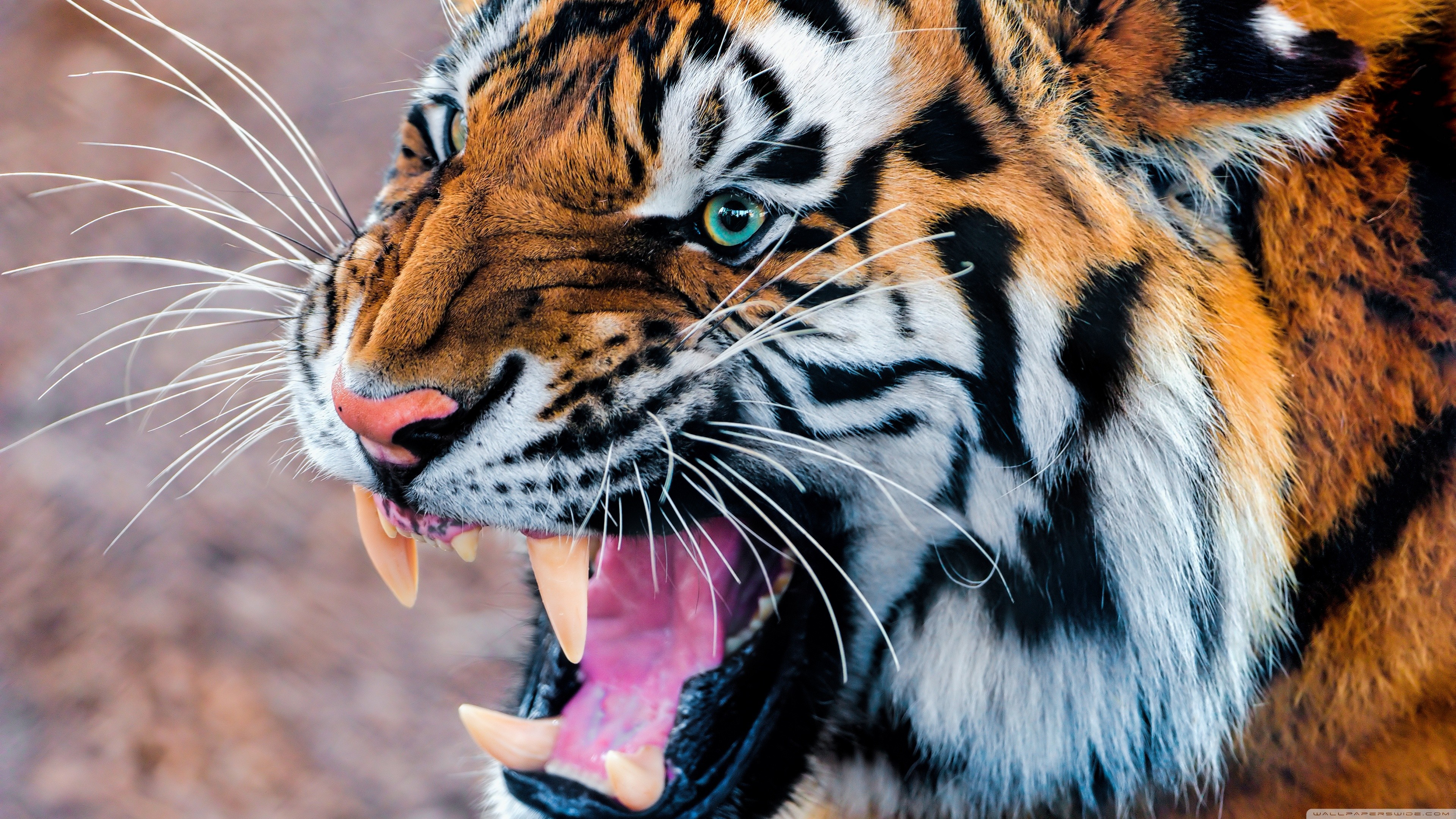 Animals Tiger Roar 3840x2160