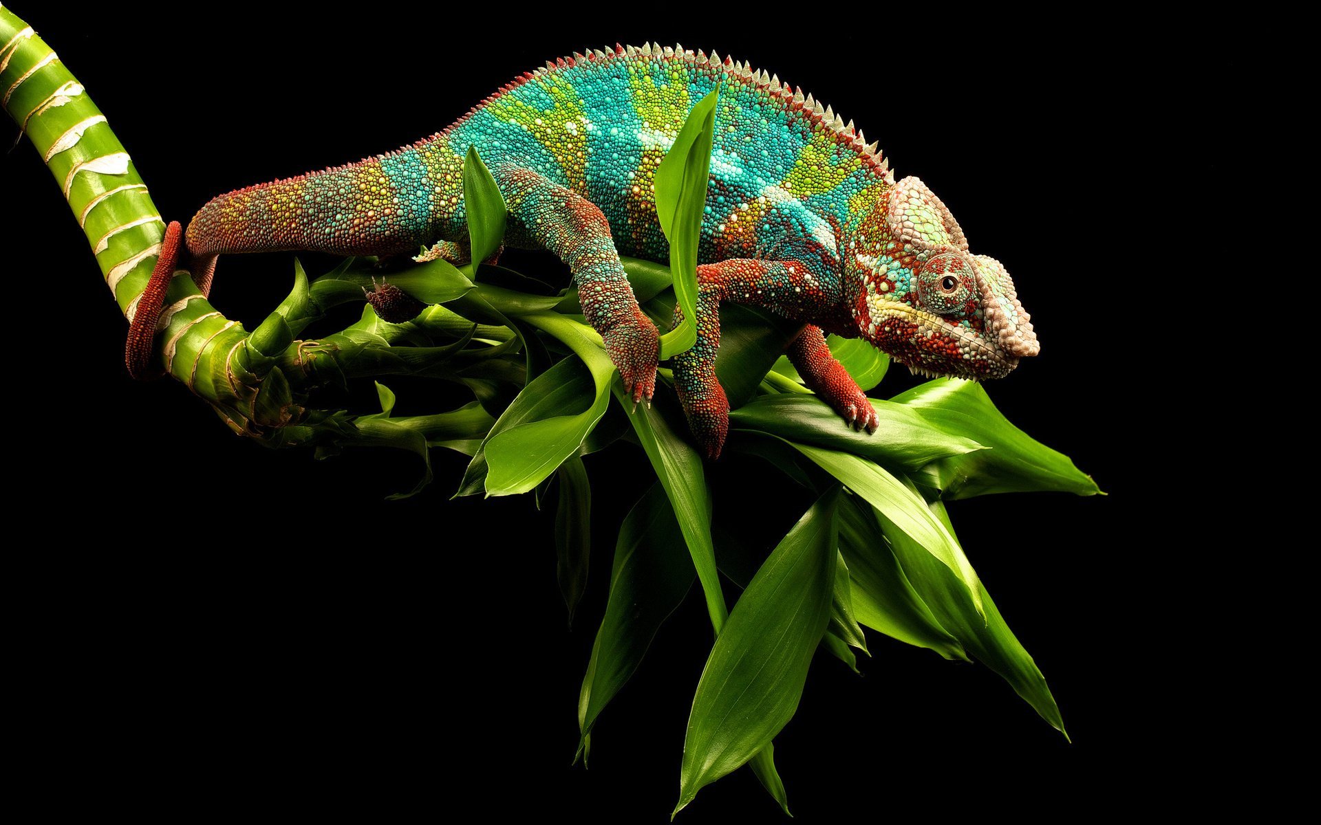 Animal Reptile Chameleon Close Up Plant Green Lizard 1920x1200