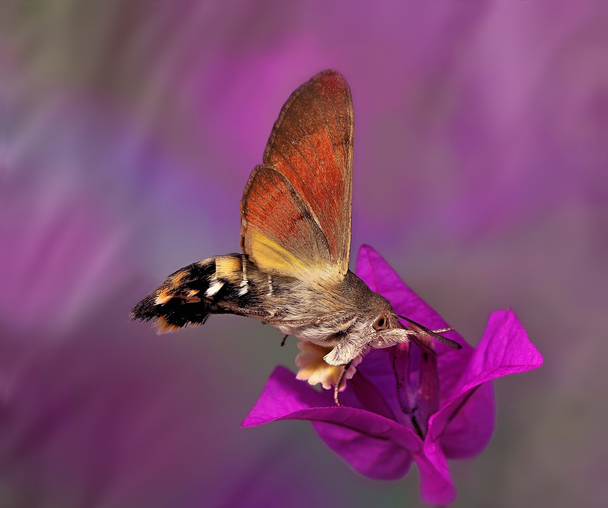 Moth Butterfly Flower Eye 2048x1710