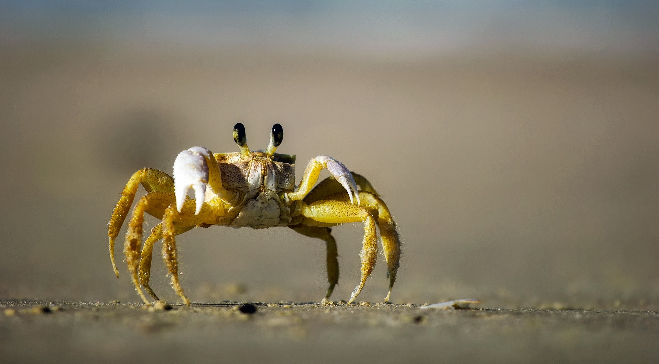 Crab Crustacean 2200x1217