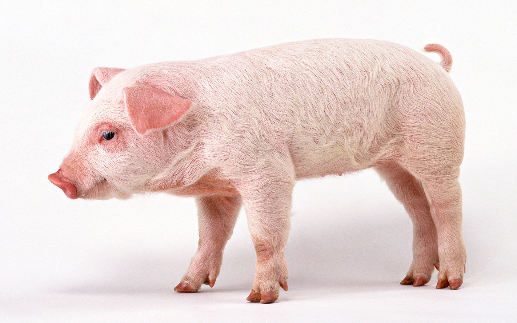 Animal Pig 1680x1050