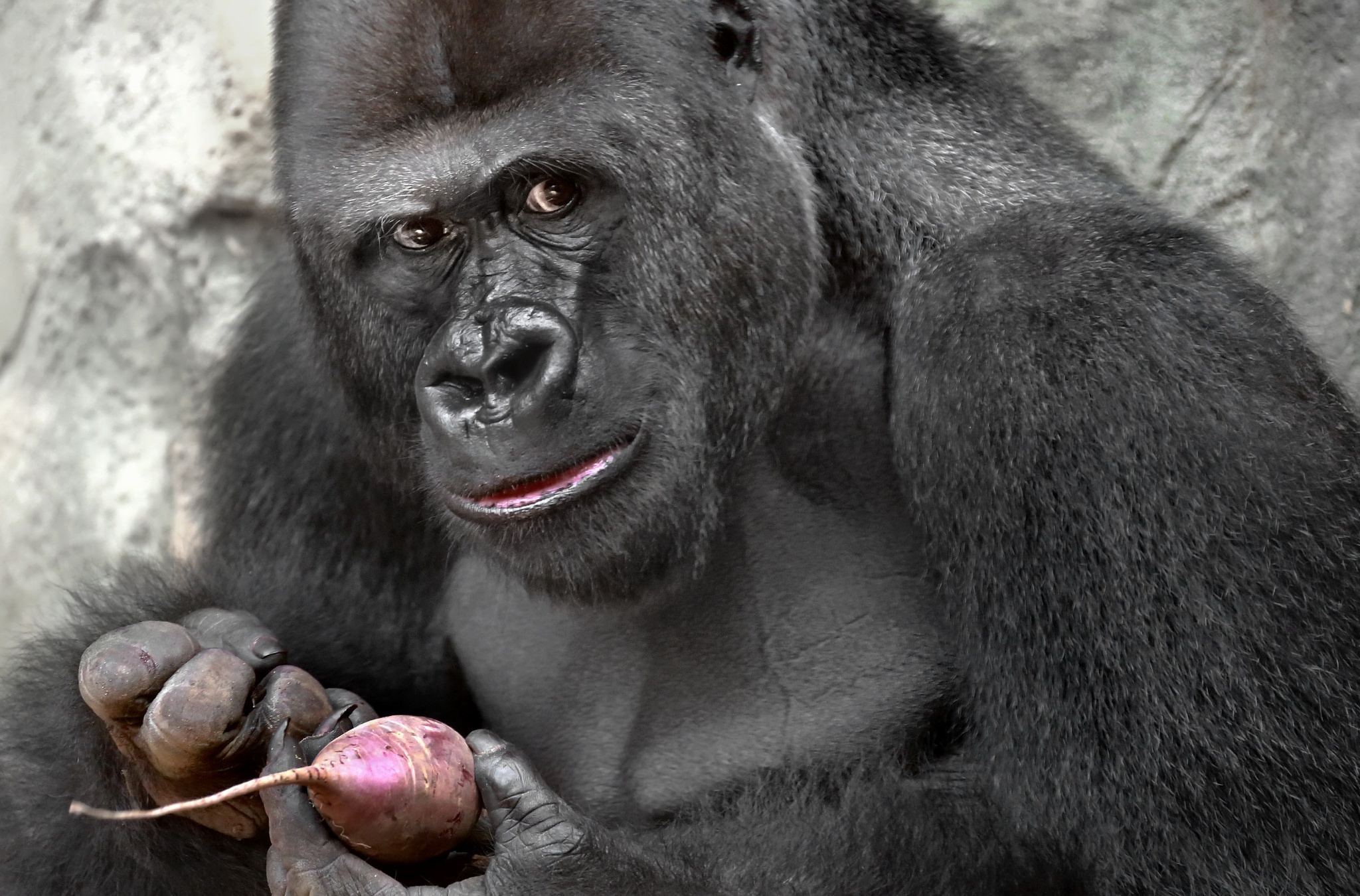 Gorillas Animals Food Looking At Viewer Humor 2048x1350