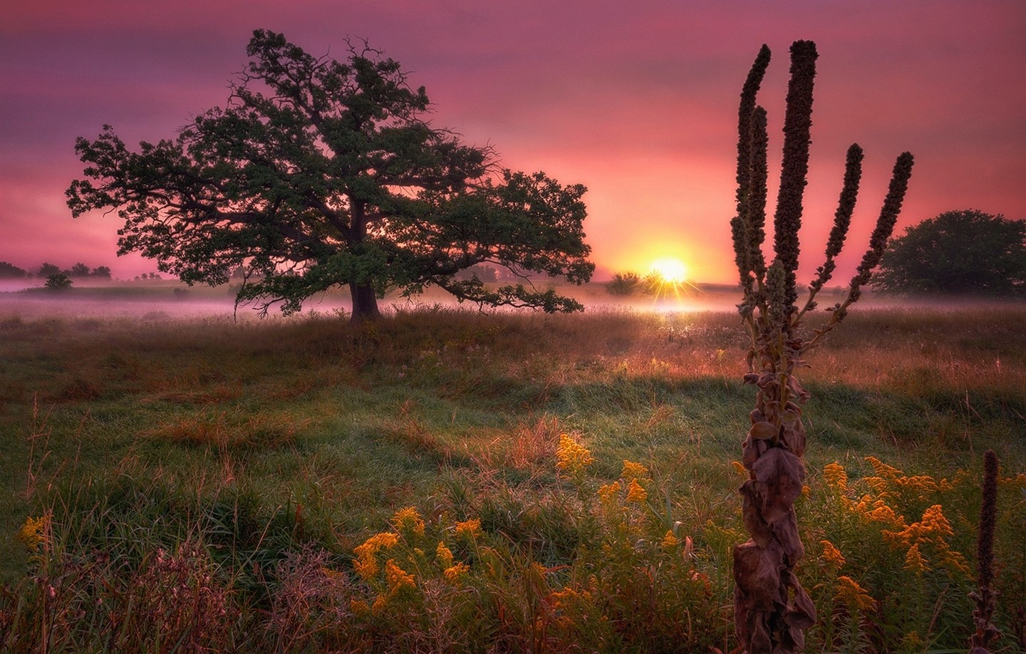 Trees Field Wildflowers Mist Grass Morning Clouds Pink Yellow Green Nature Landscape 1440x918
