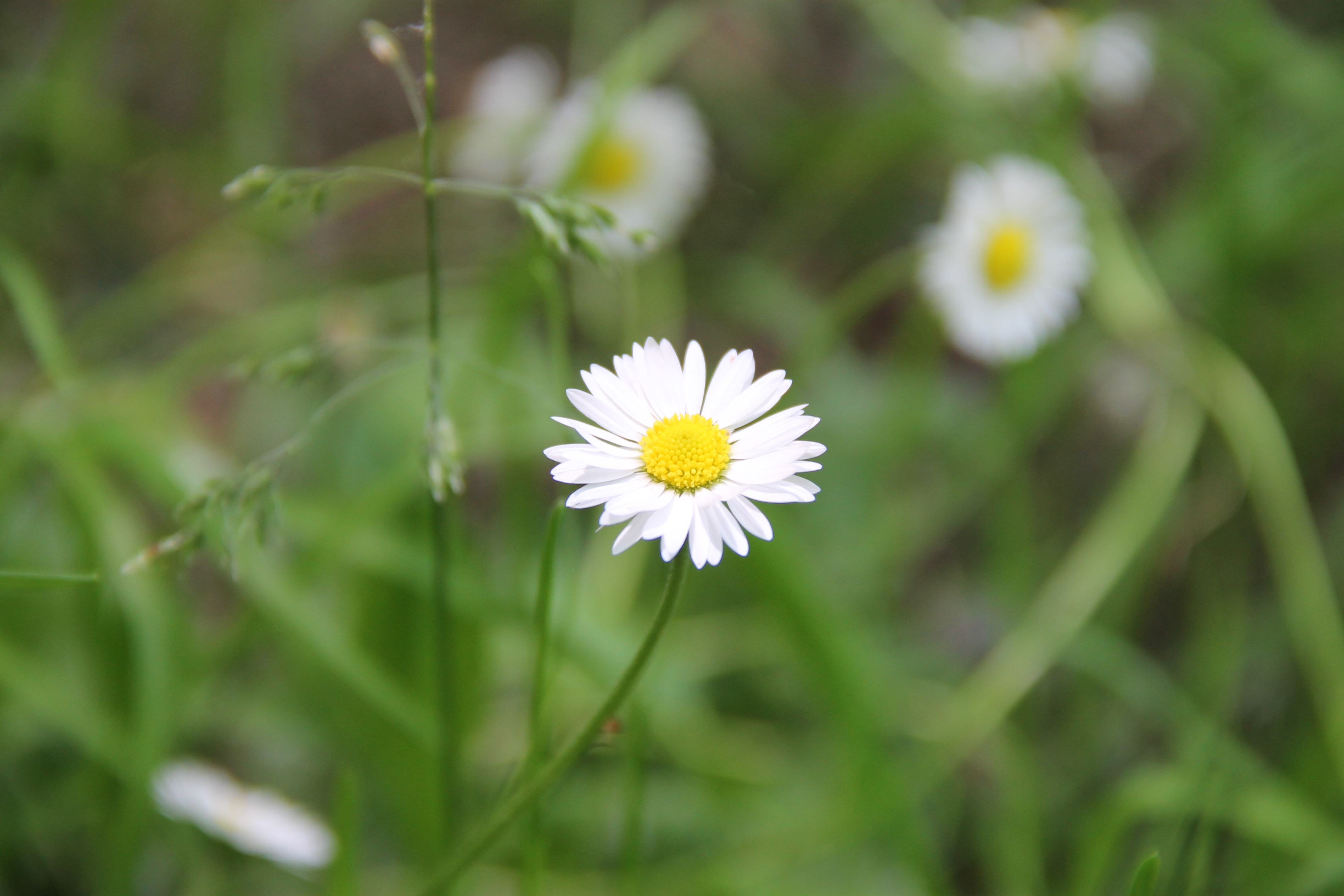 White Flowers Nature Daisies Macro 4272x2848