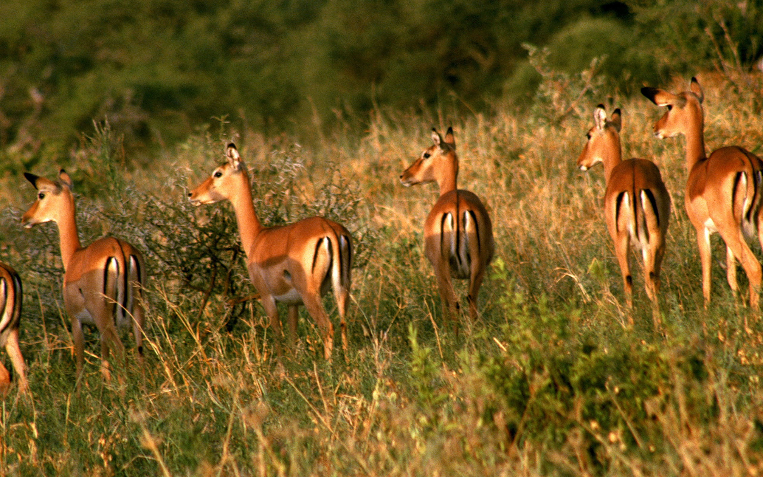 Animal Antelope 2560x1600