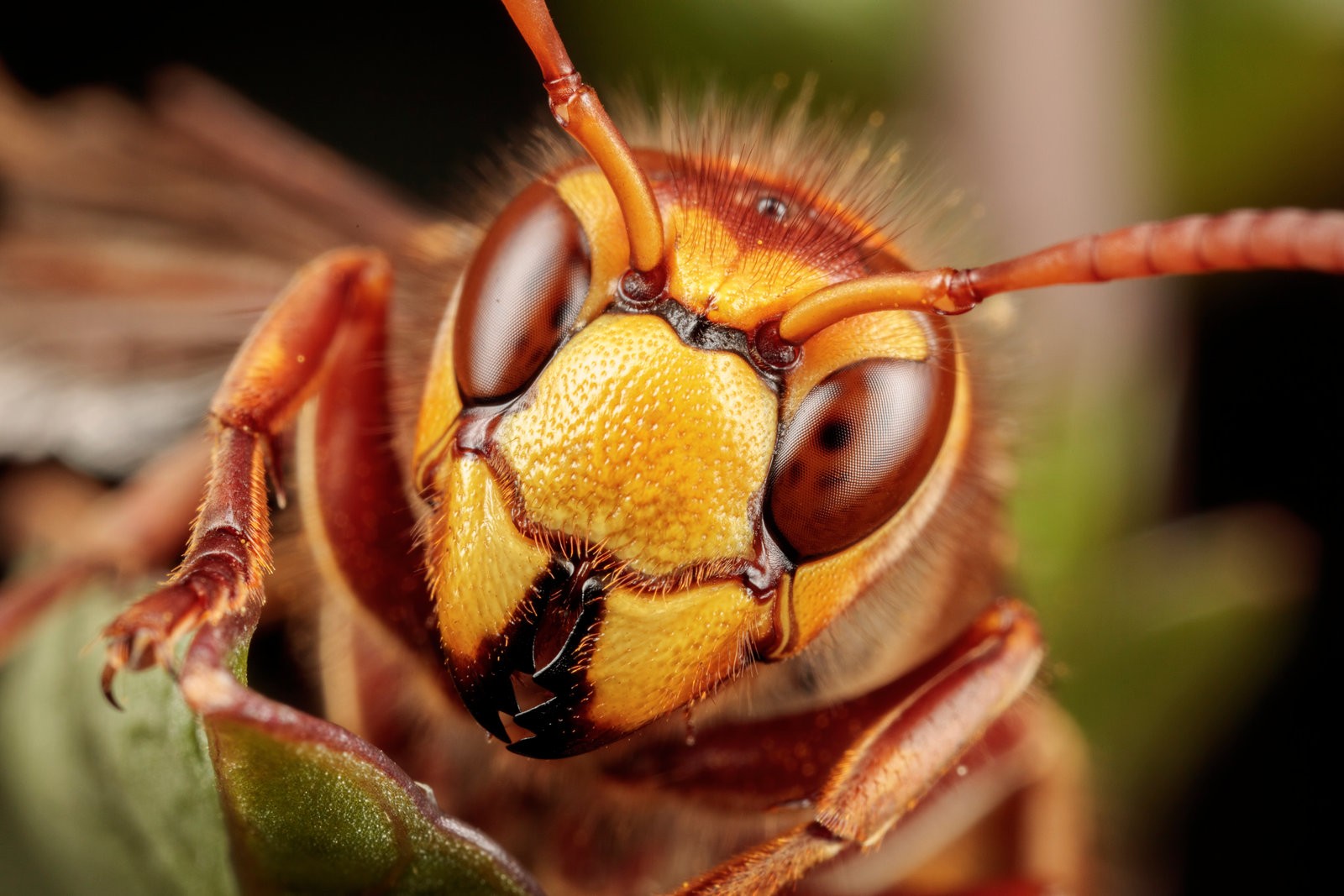 Wasps Macro Nature Insect Brown Eyes 1600x1067