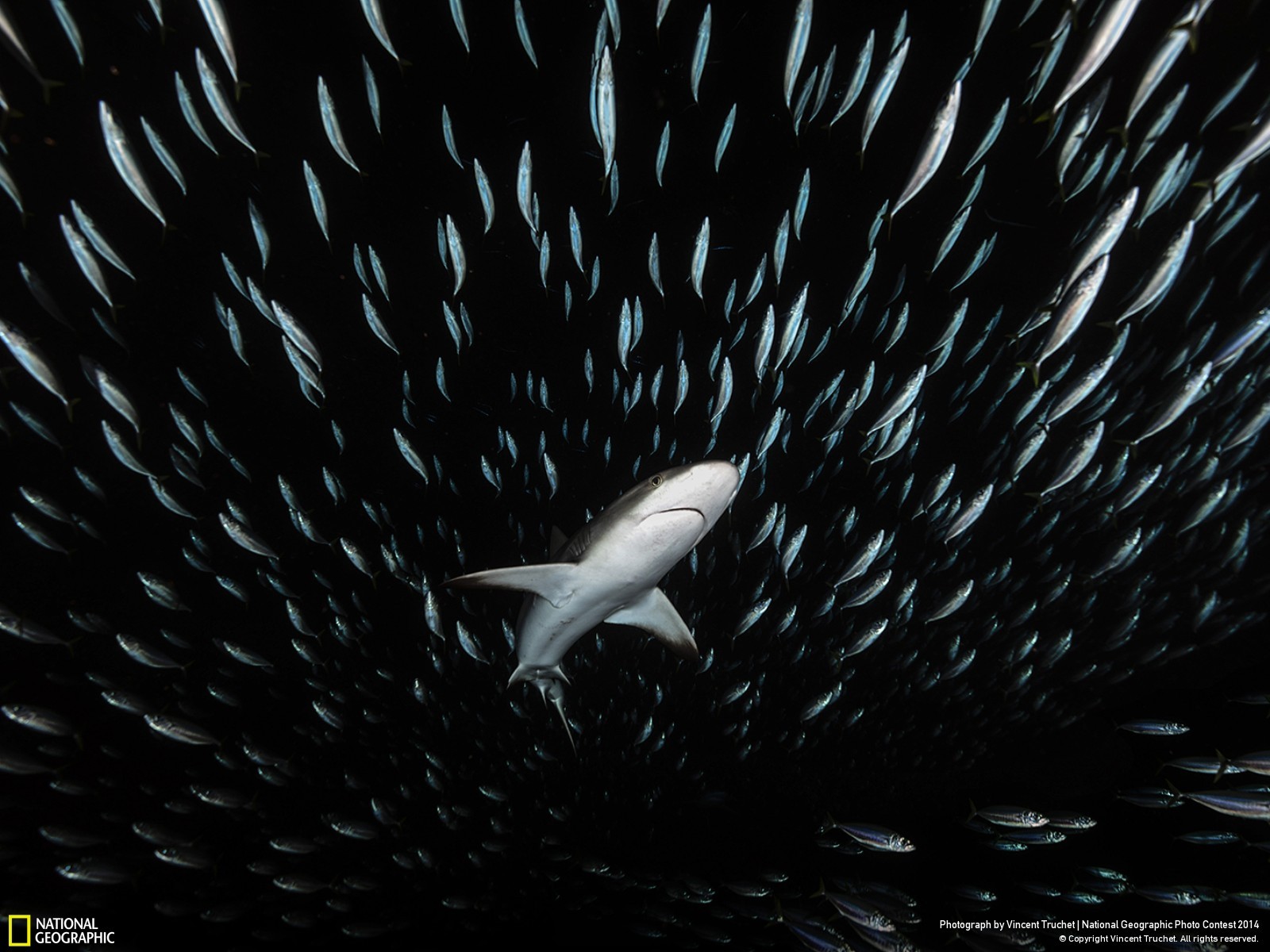 Shark Fish 2014 Year Animals 1600x1200