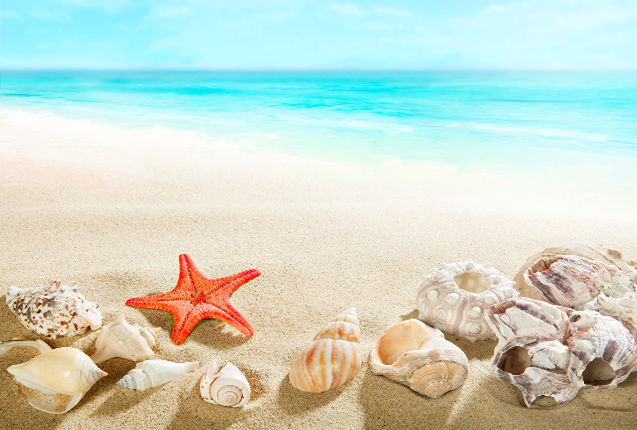 Beach Sand Sea Seashells 1280x864
