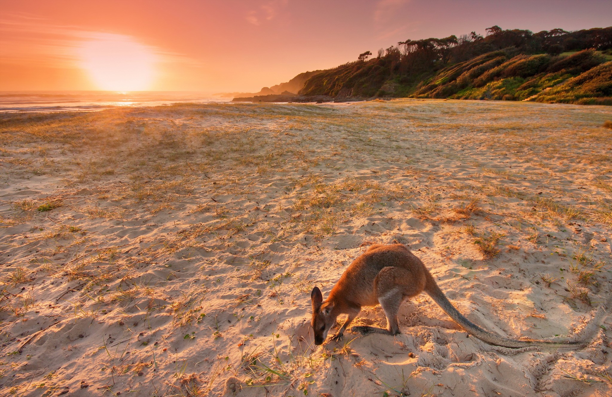 Animals Landscape Beach Sand Kangaroos Australia 2047x1330