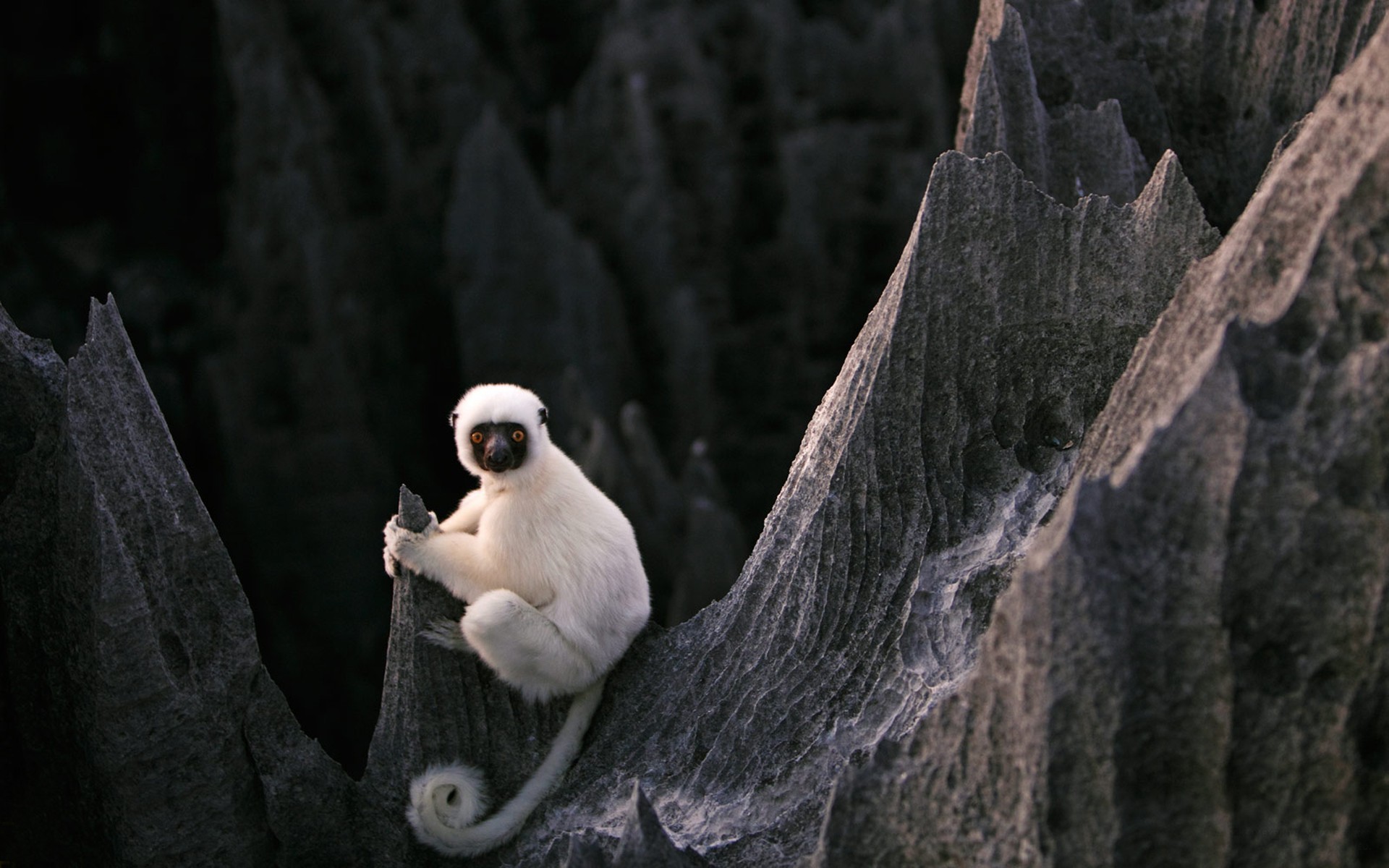 Animals Stones Forest Lemurs White Madagascar Nature Depth Of Field Yellow Eyes 1920x1200