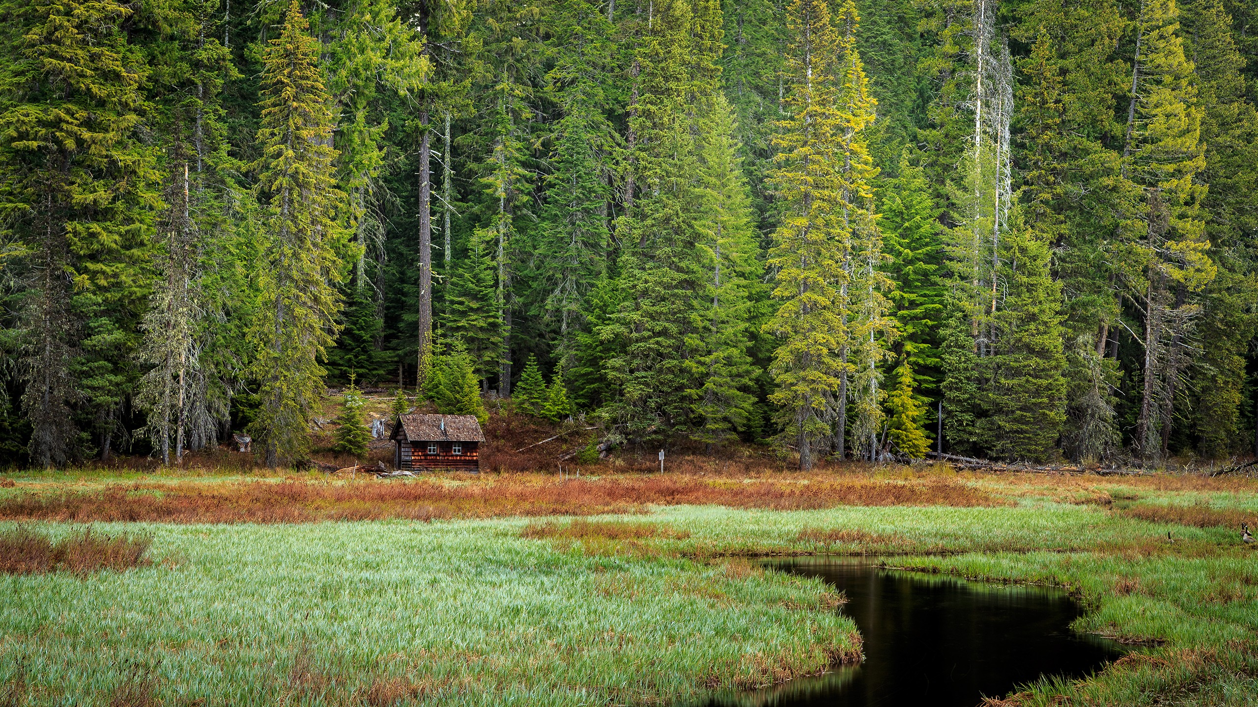 Forest Clearing Stream Cabin 2560x1440