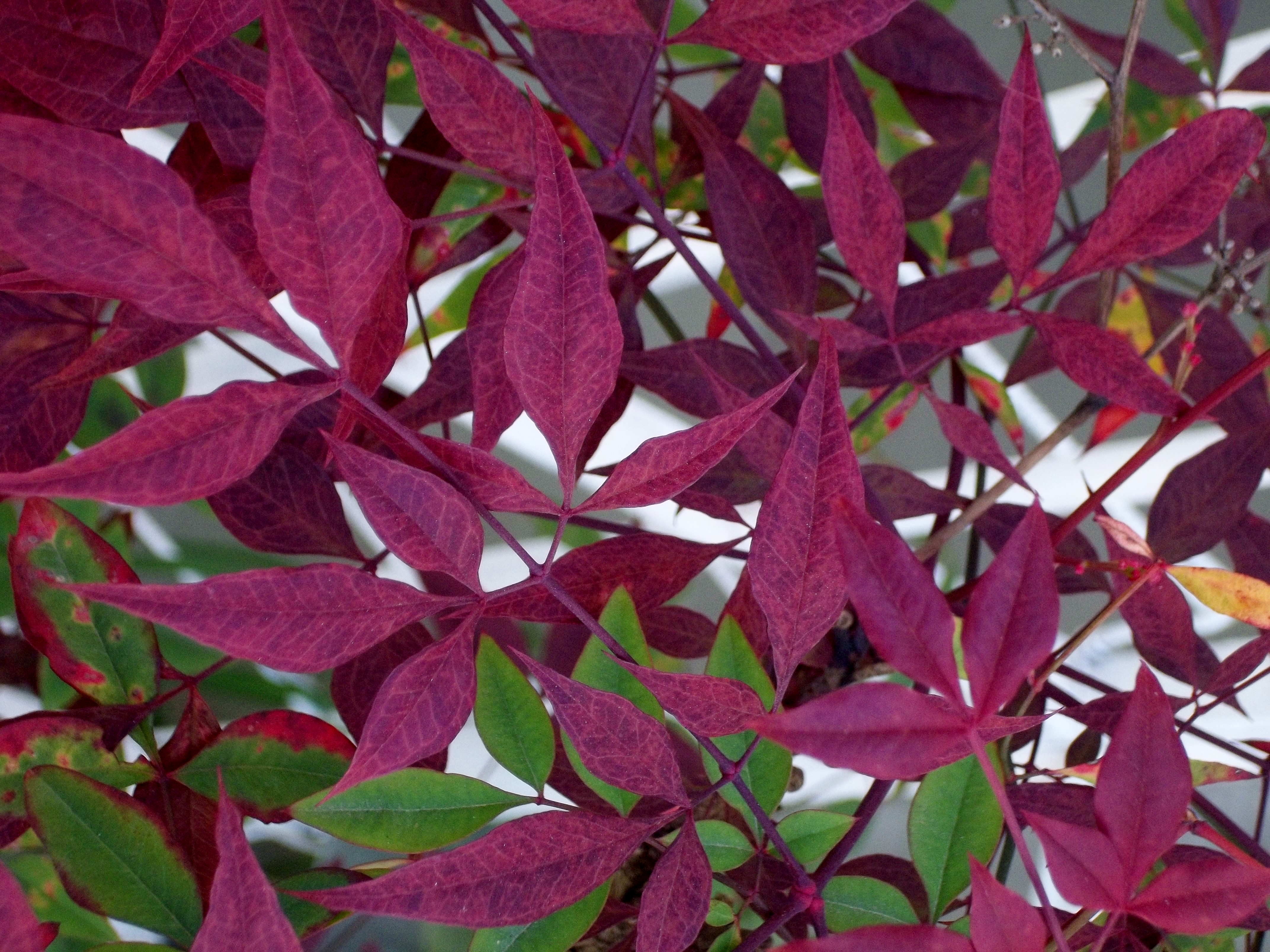 Plant Pot Leaves Colorful Purple 4288x3216