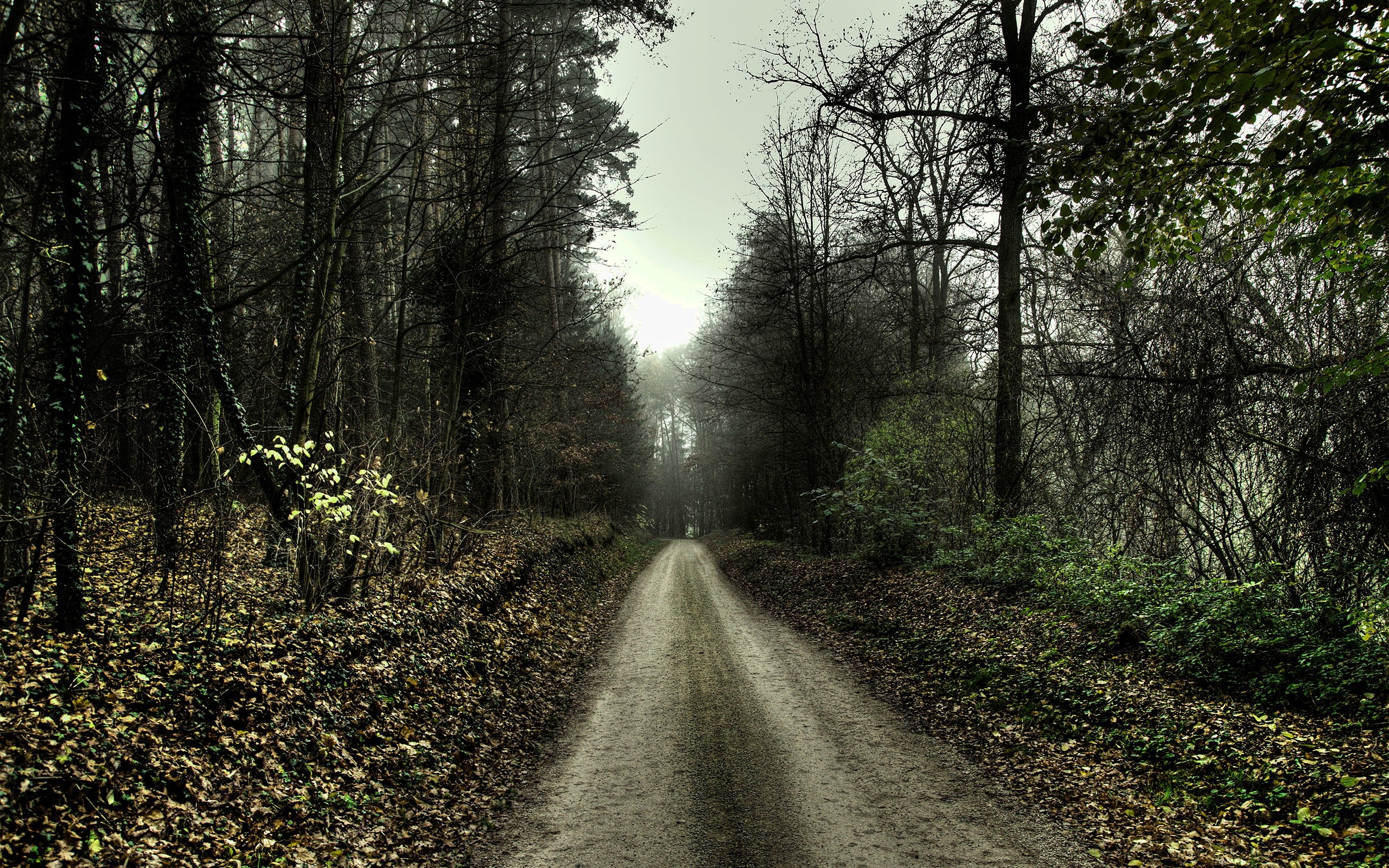 Nature HDR Trees Forest Path Dirt Road Road Grass Mist Pathway 2560x1600