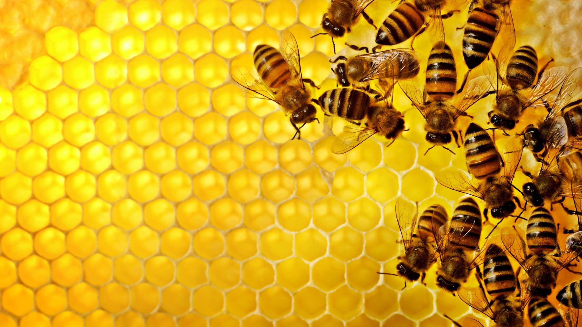 Pattern Texture Geometry Hexagon Nature Insect Bees Honey Yellow Hive 1920x1080