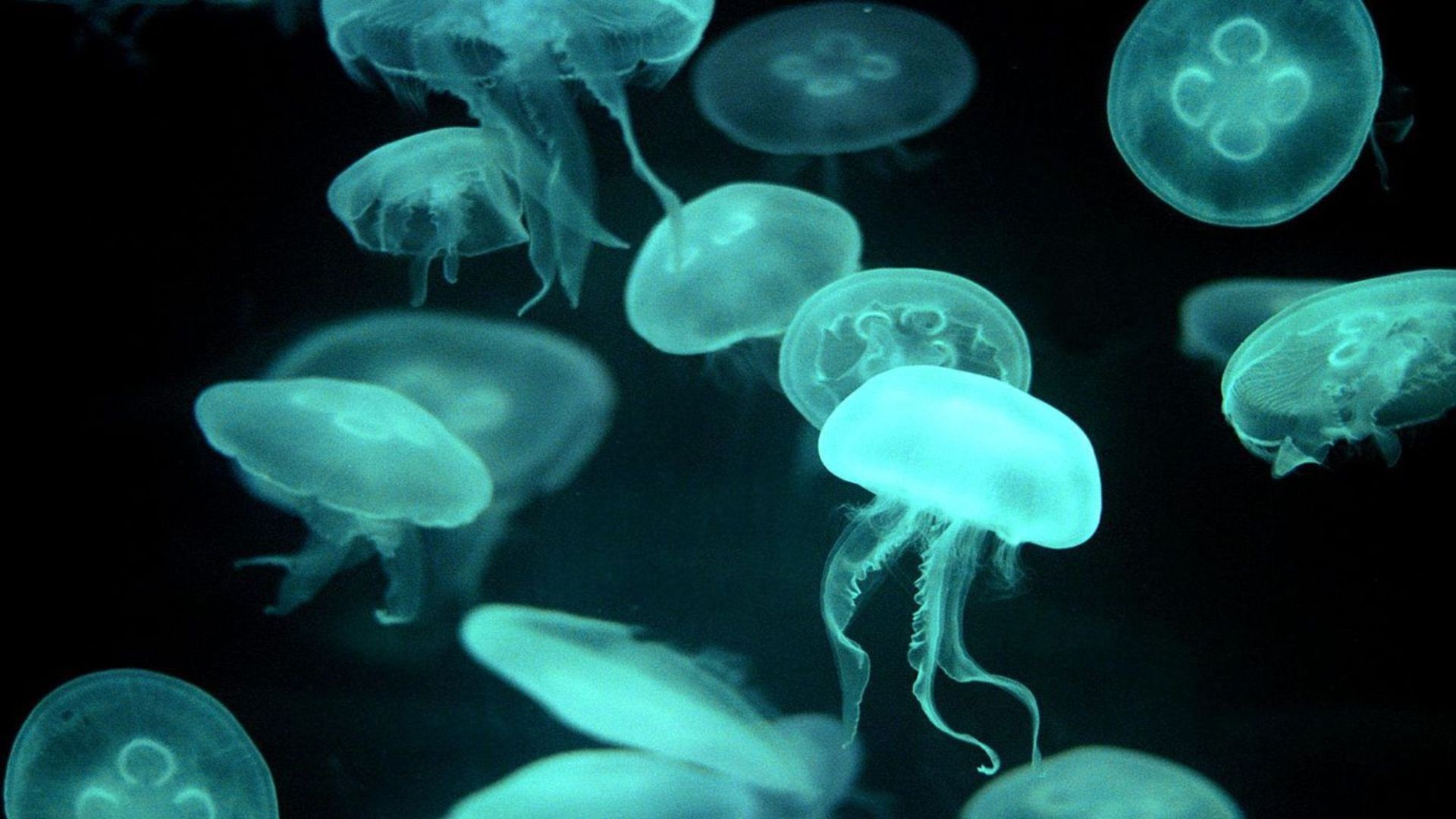 Animals Jellyfish Sea Life Fluorescent Cyan Dark 1920x1080