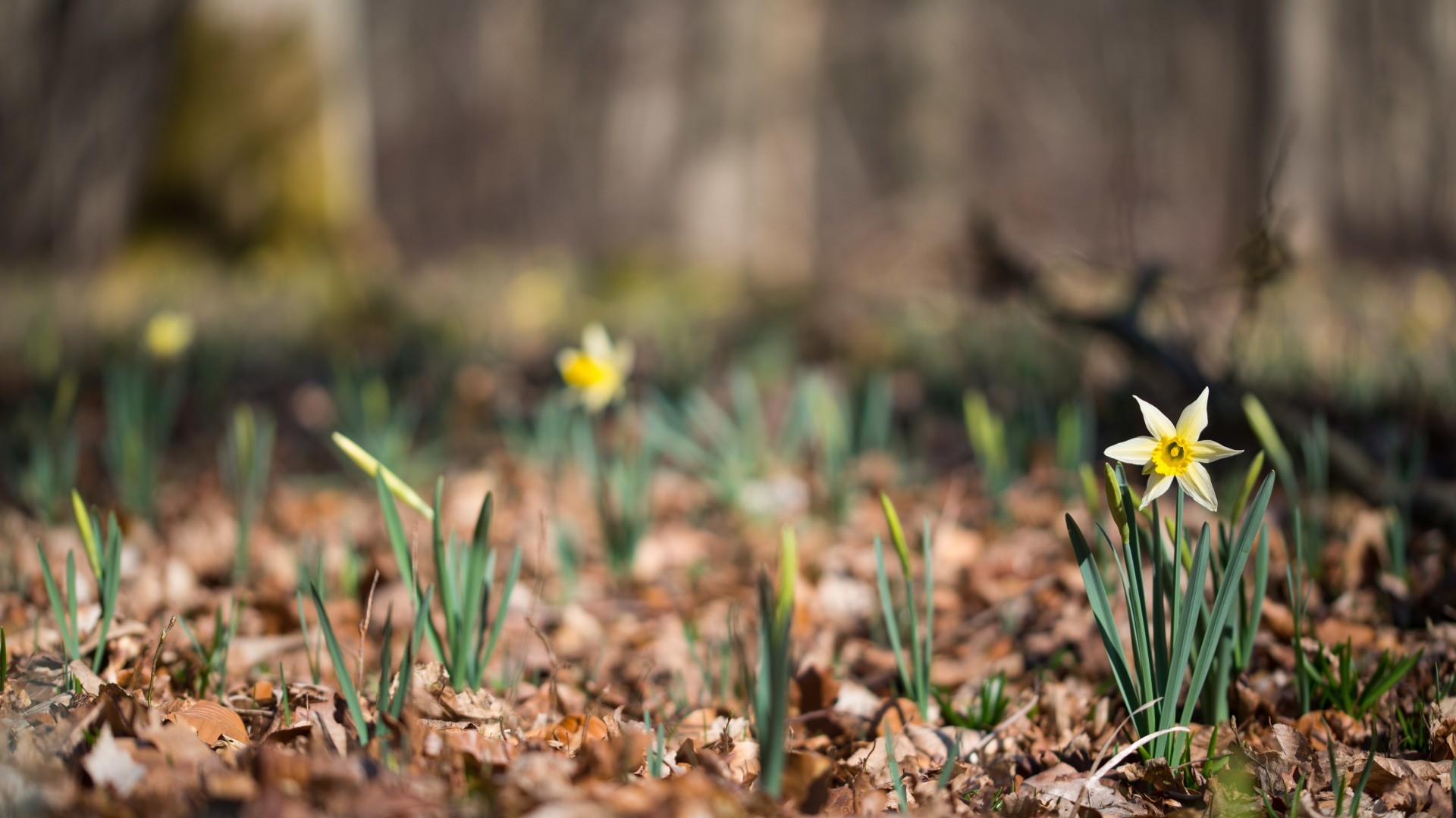 Depth Of Field Flowers Nature Daffodils 1920x1080