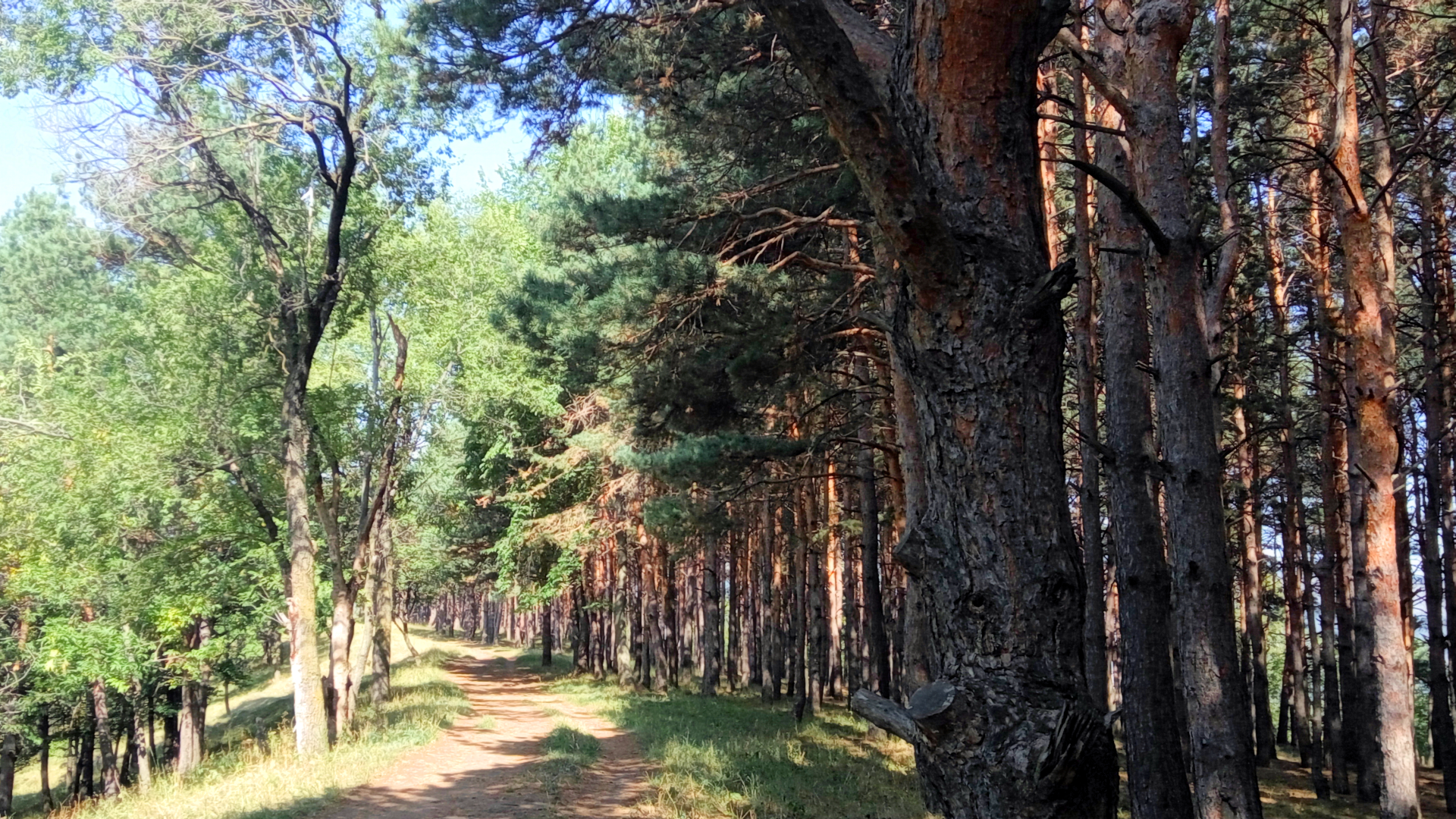 Forest Pine Trees Dappled Sunlight Pathway 1920x1080