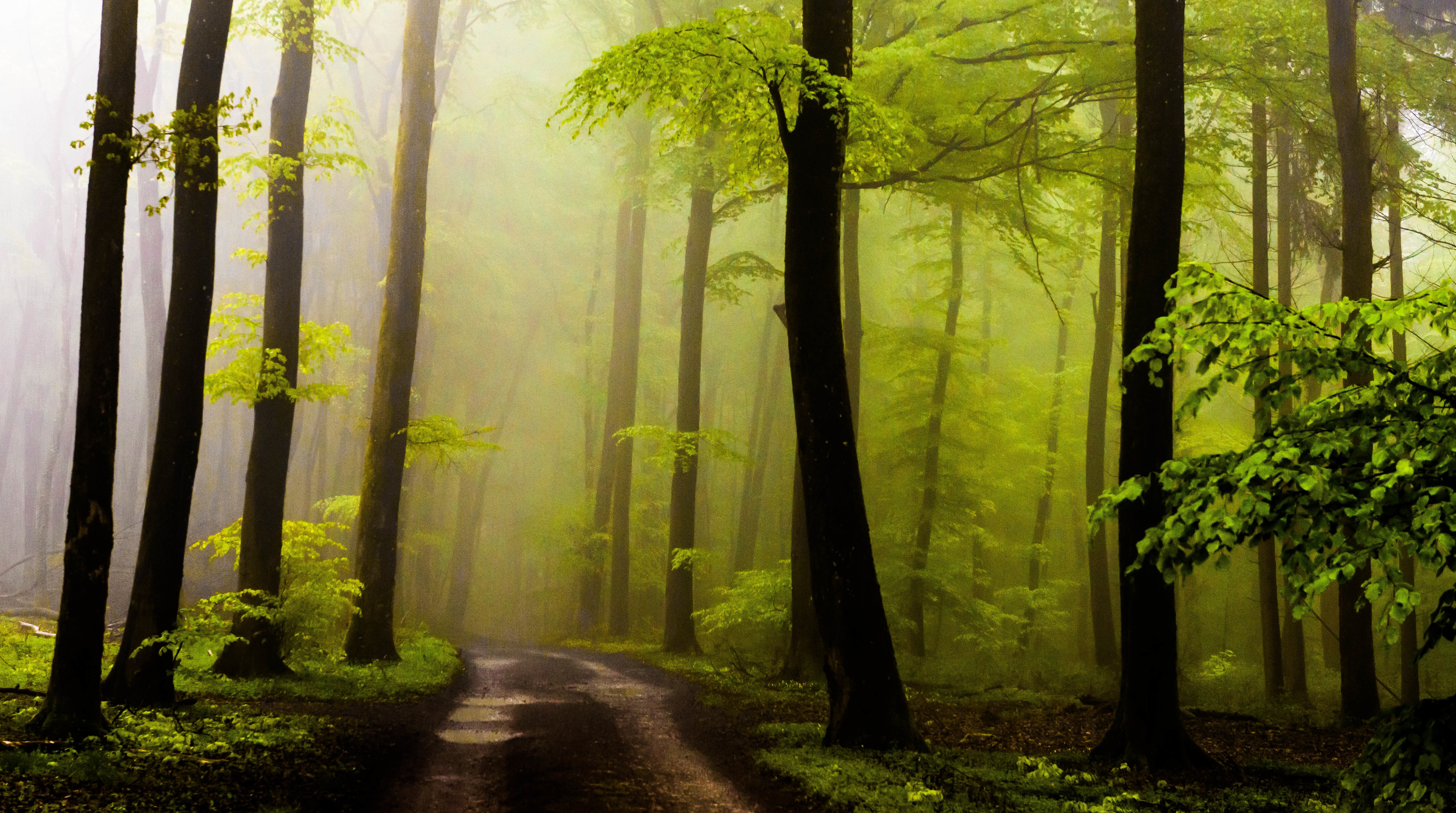 Plants Trees Halftone Pattern Mist Path Forest Landscape Dirt Road Puddle Dirt Wet Green Noise 6230x3479