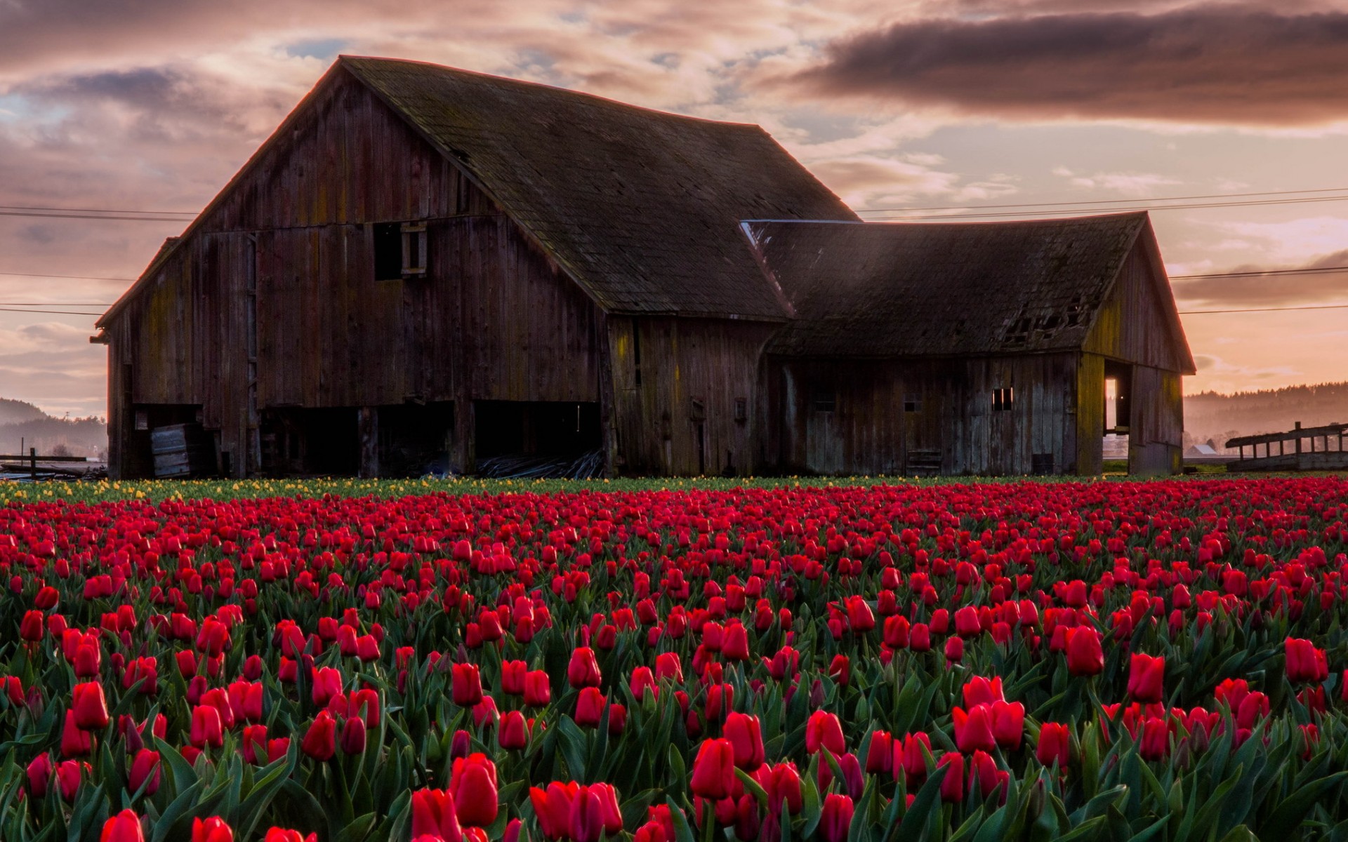 Earth Nature Barn Tulip Field Red Flower Building 1920x1200