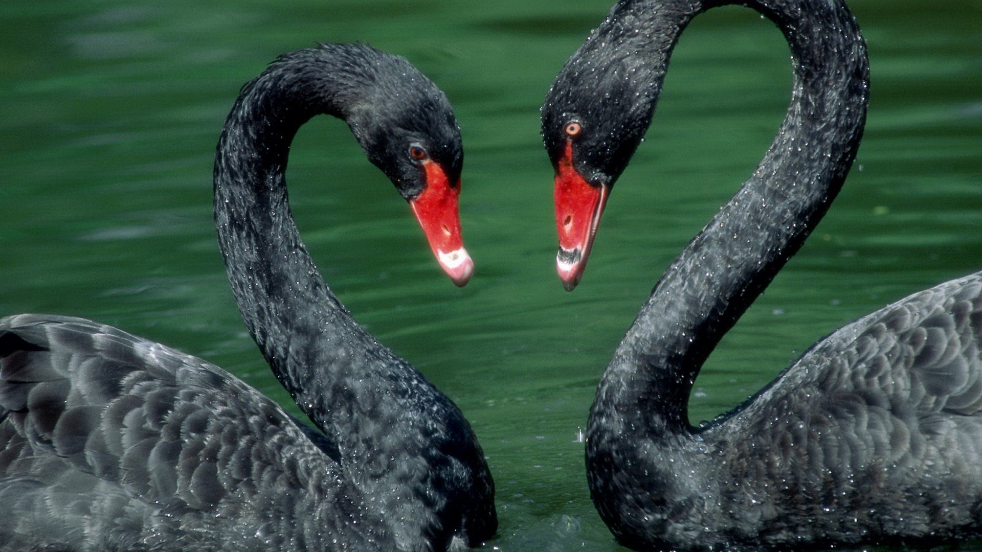 Animal Black Swan 1920x1080
